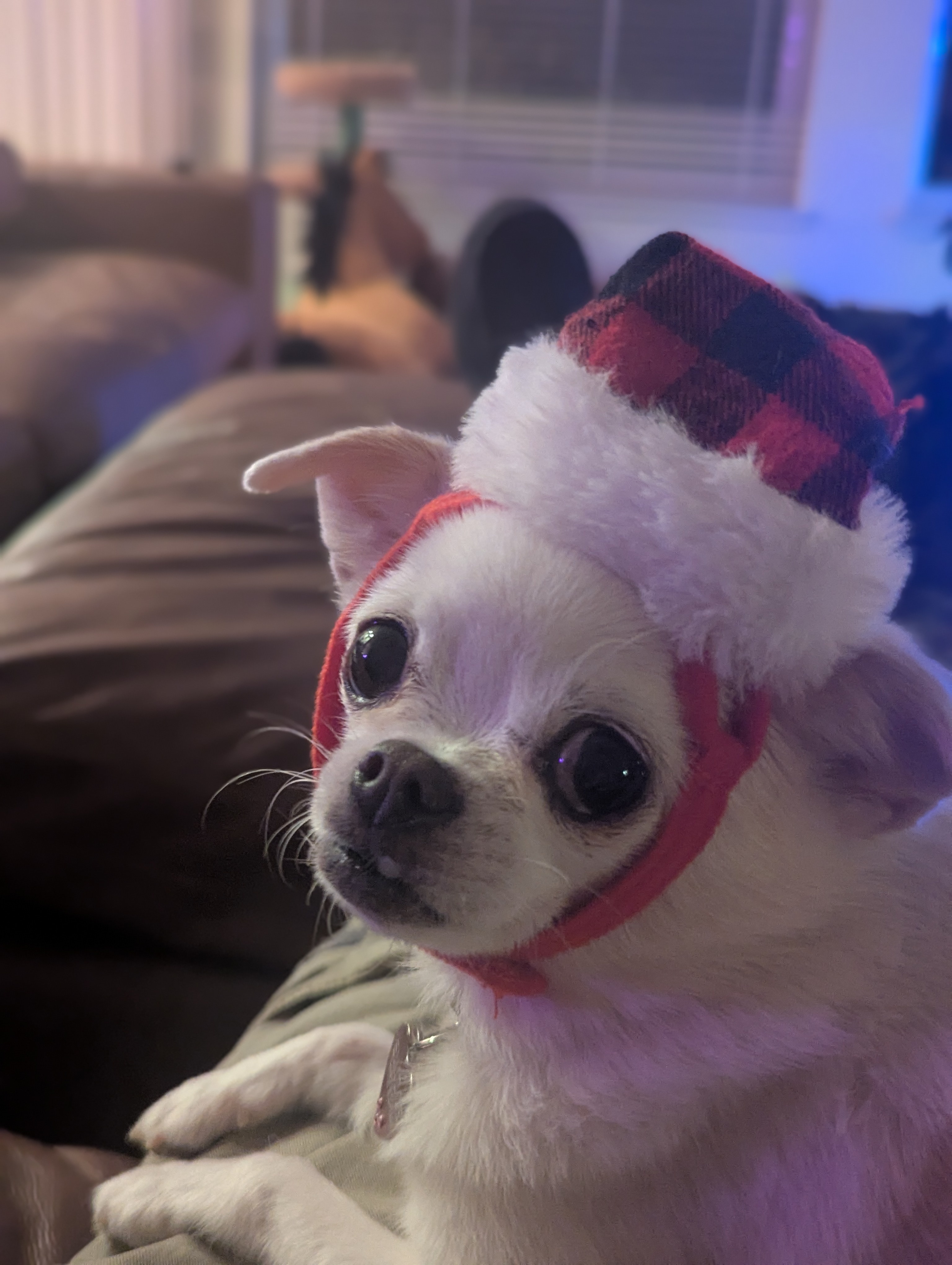 Since My Christmas Selfie Didn't Make the Cut...