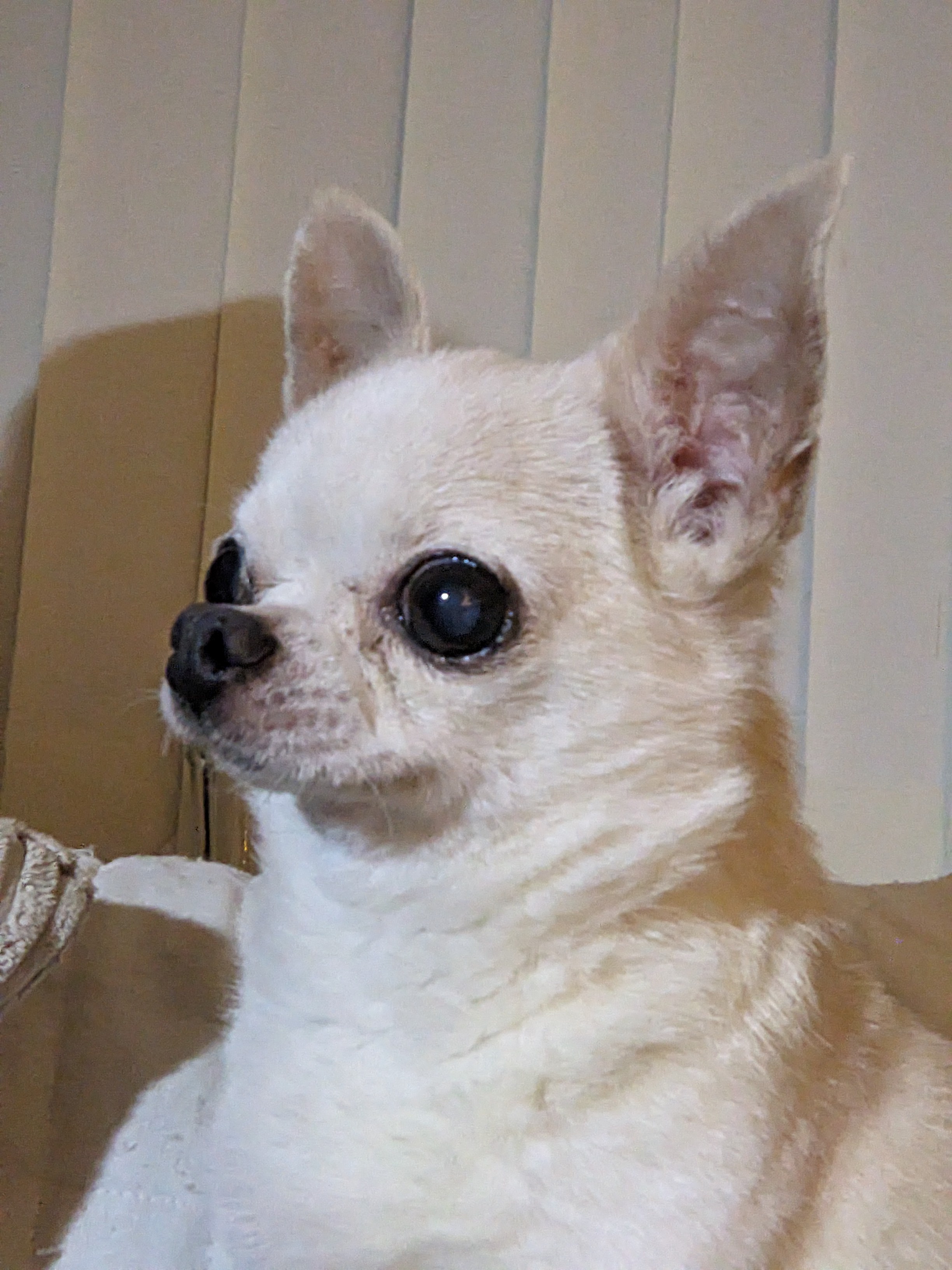 Check Out This Tiny, Adorable Good Boy - Figgis