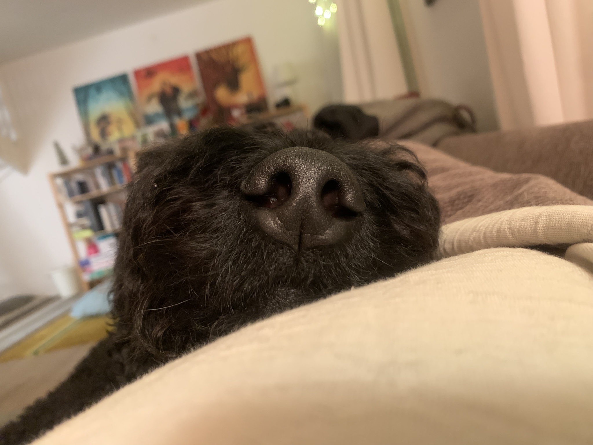 When Doggo is Just a Snoot