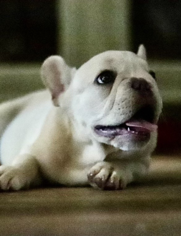 This little buddy is my emotional support during these chaotic times. Meet Sterling Archer Razzmatazz Lil' Potato Smith!