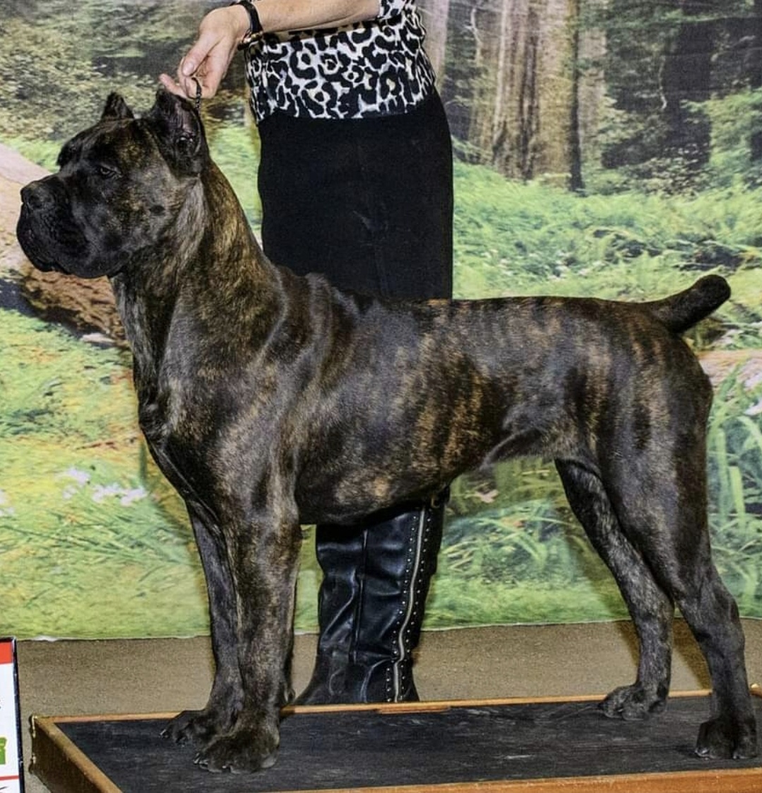 Meet the Majestic Cane Corso