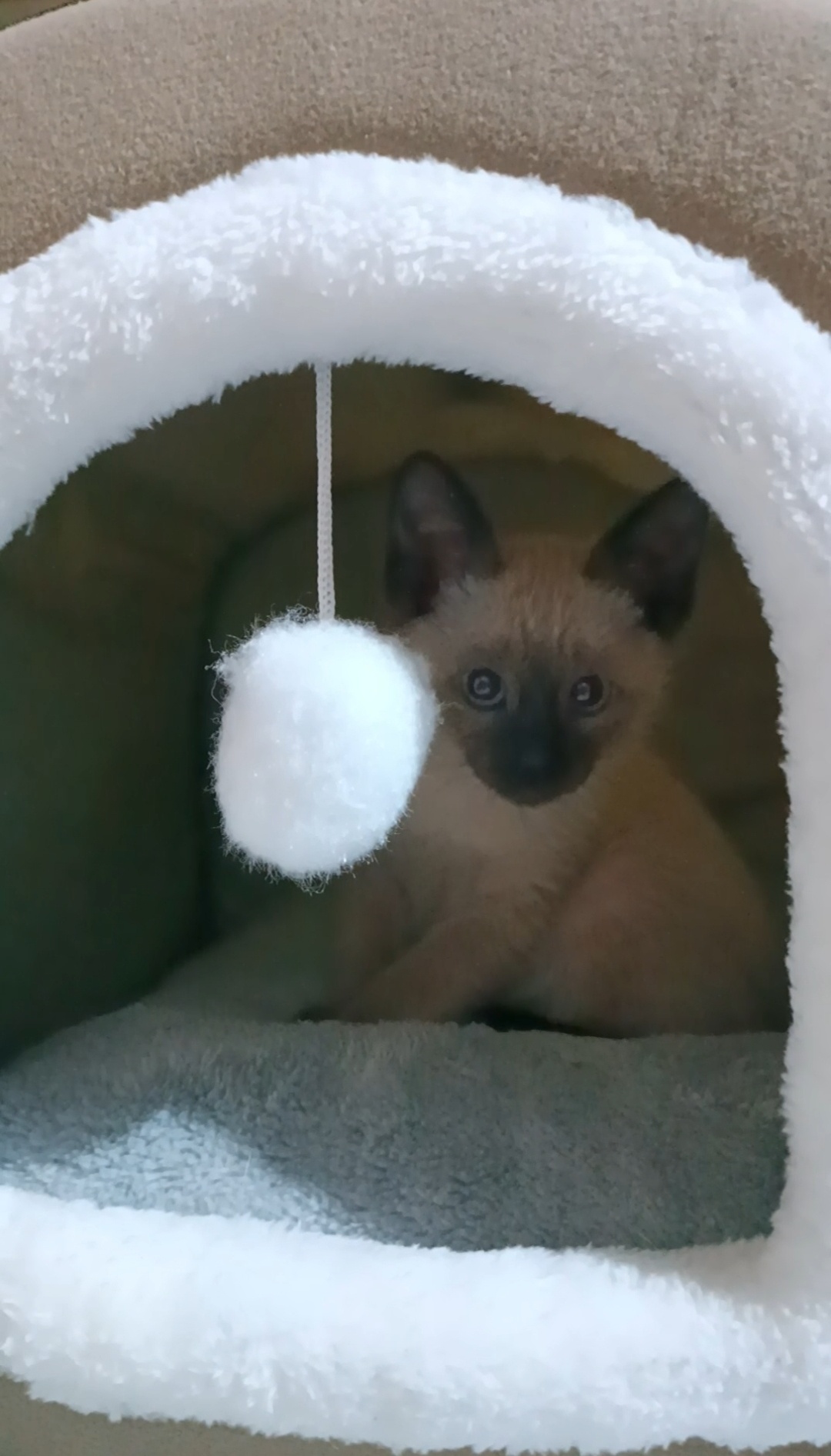 Meet the Charming Siamese Kitten