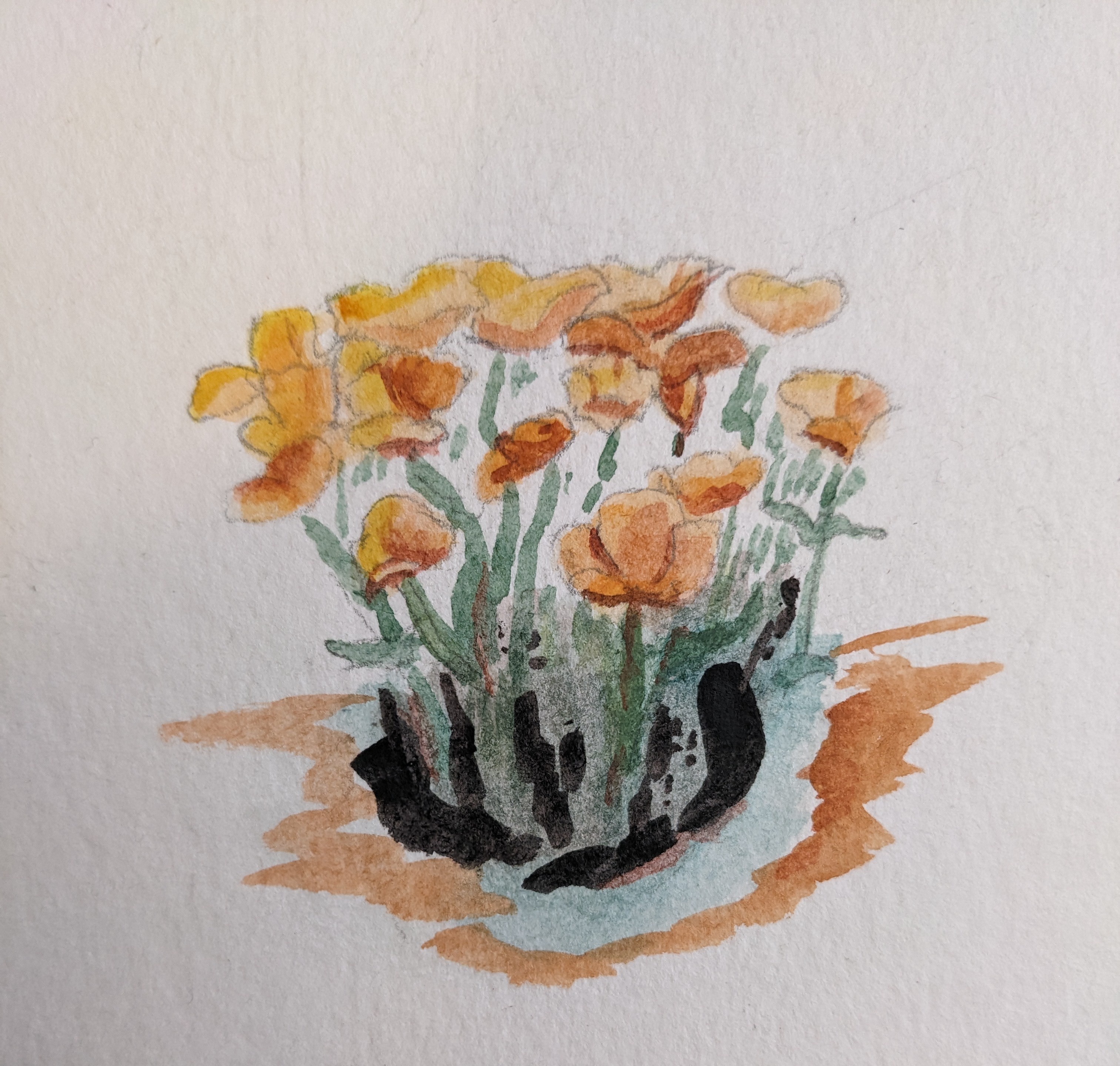 Nature's Wild Poppies in Bloom