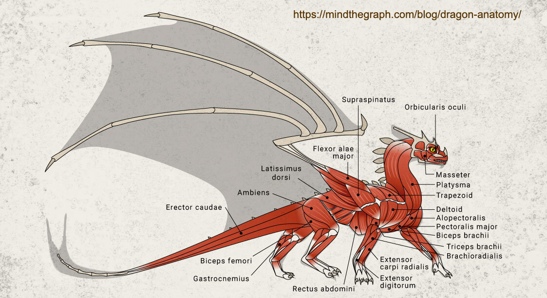 Everything You Need to Know About Dragon Anatomy and Care