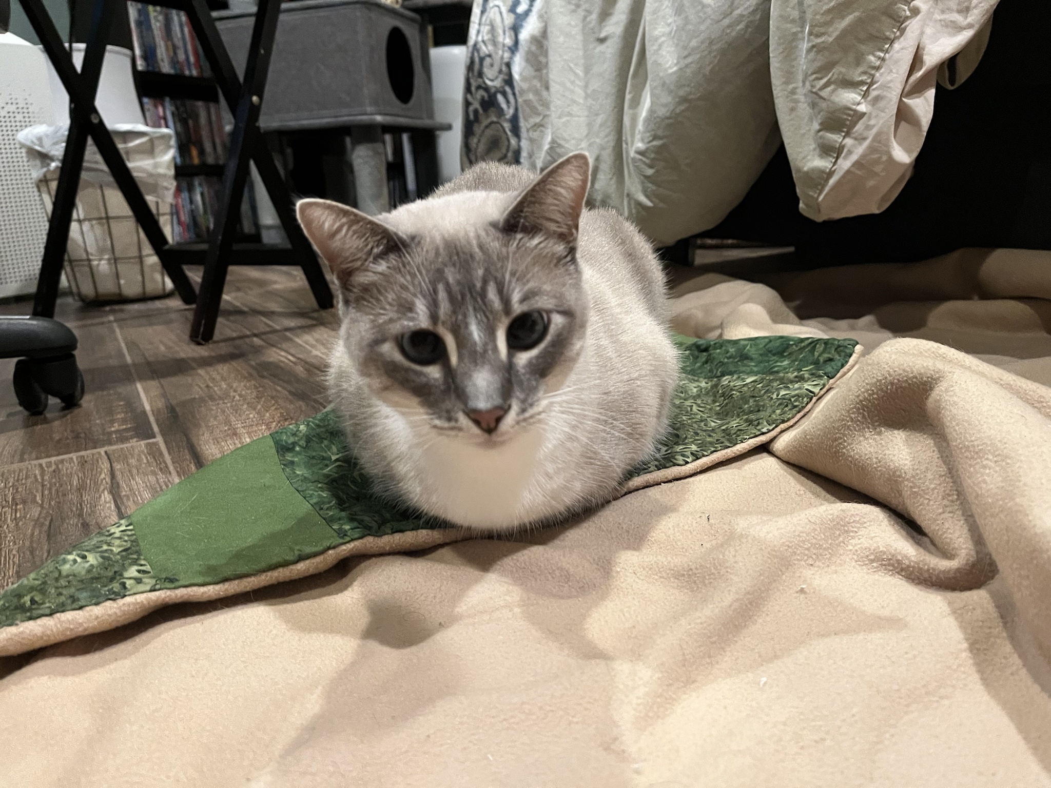 Daily Dose of Cuteness: Meet Ivy the Cat - Day 304