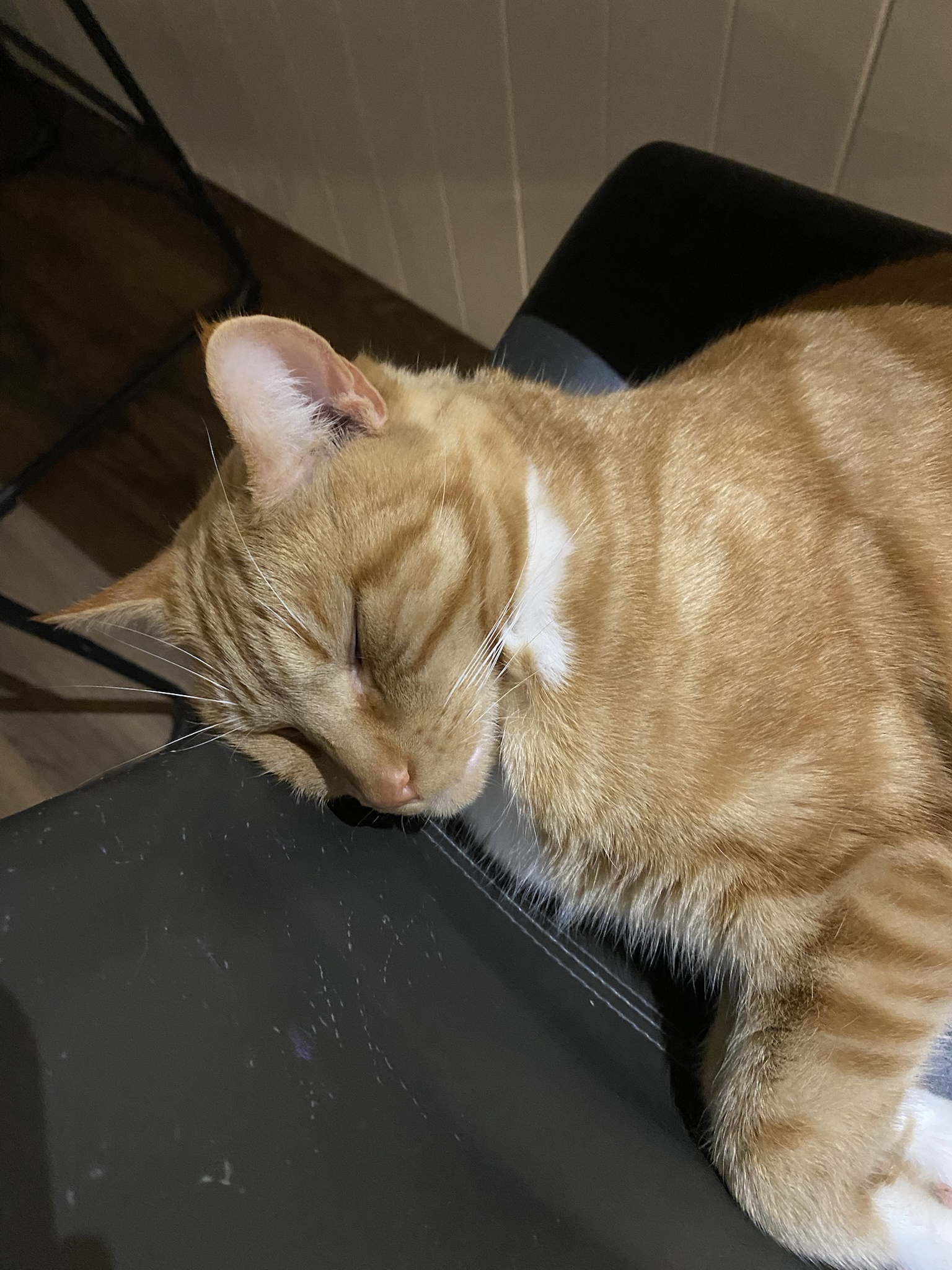 Biscuit's Daily Dose of Cuteness