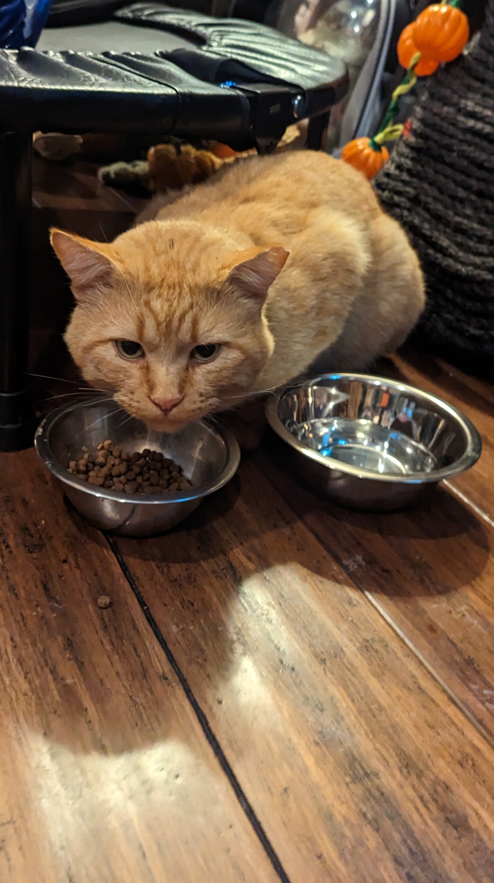 Came for the Food, Stayed for the Love and Cuddles