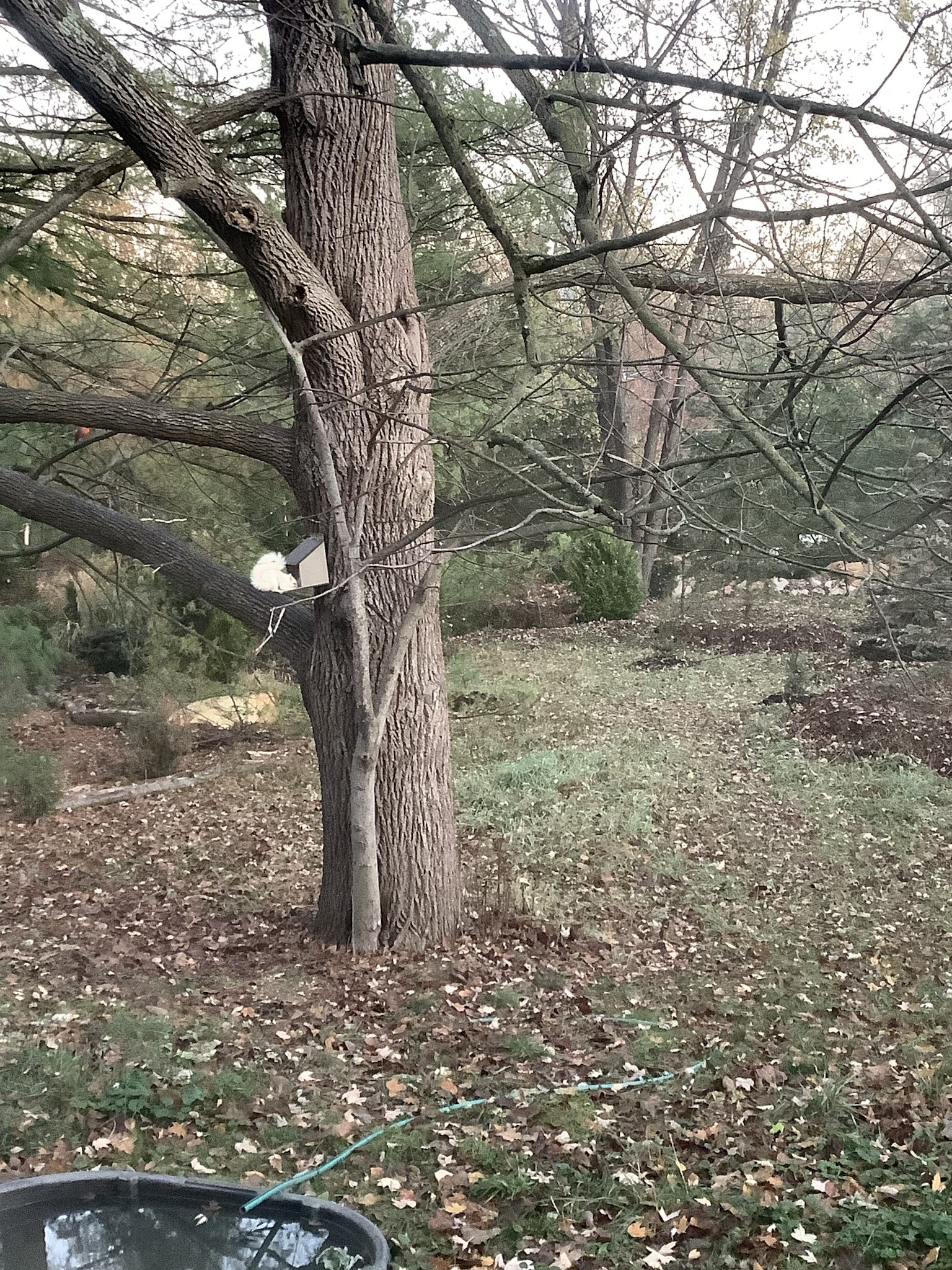 An Albino Squirrel Enjoying a Snack from Its Lunch Box