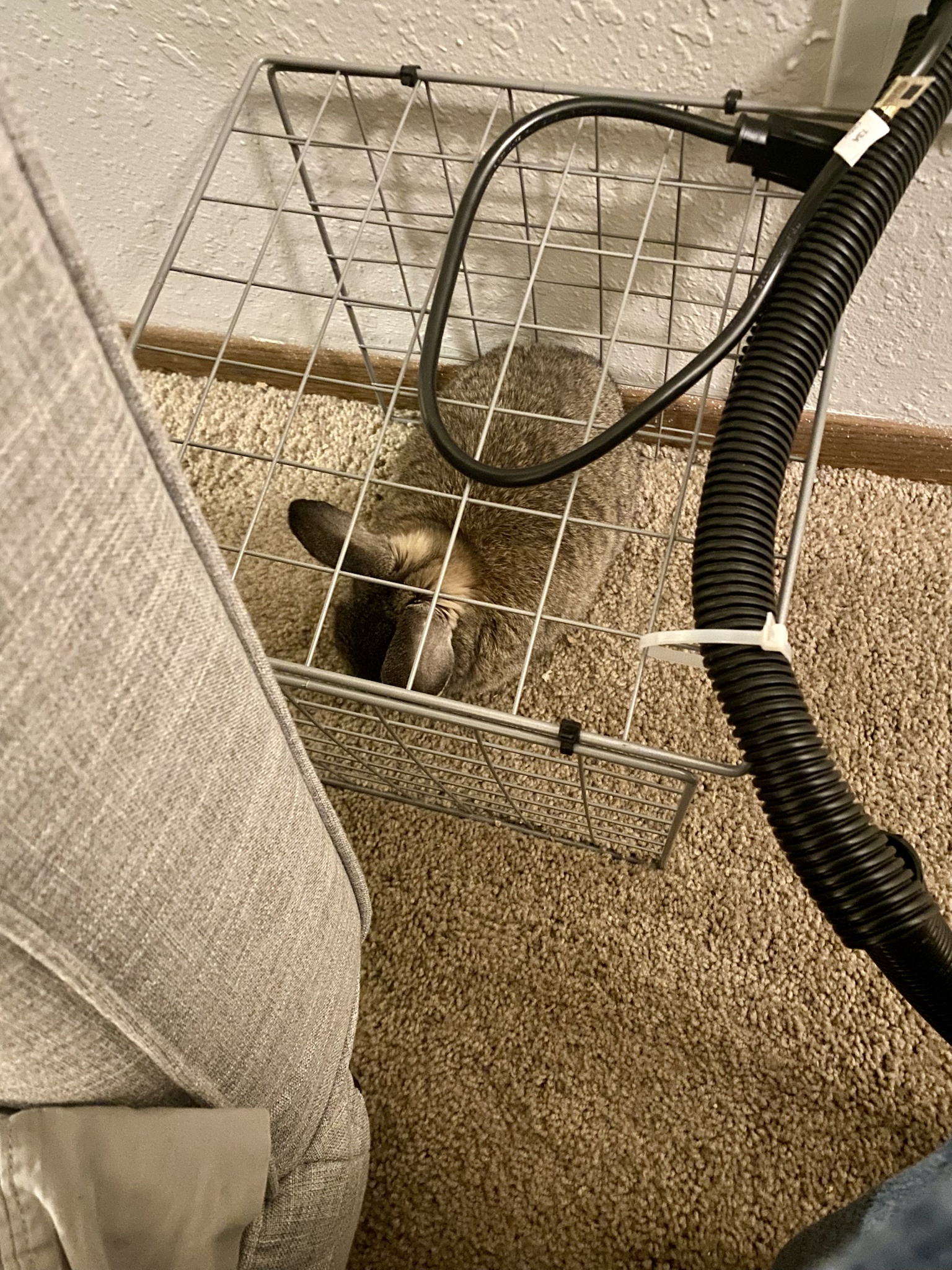 Bunny in Relaxation Mode: Recharging Evil Capacitor or Just Chilling?