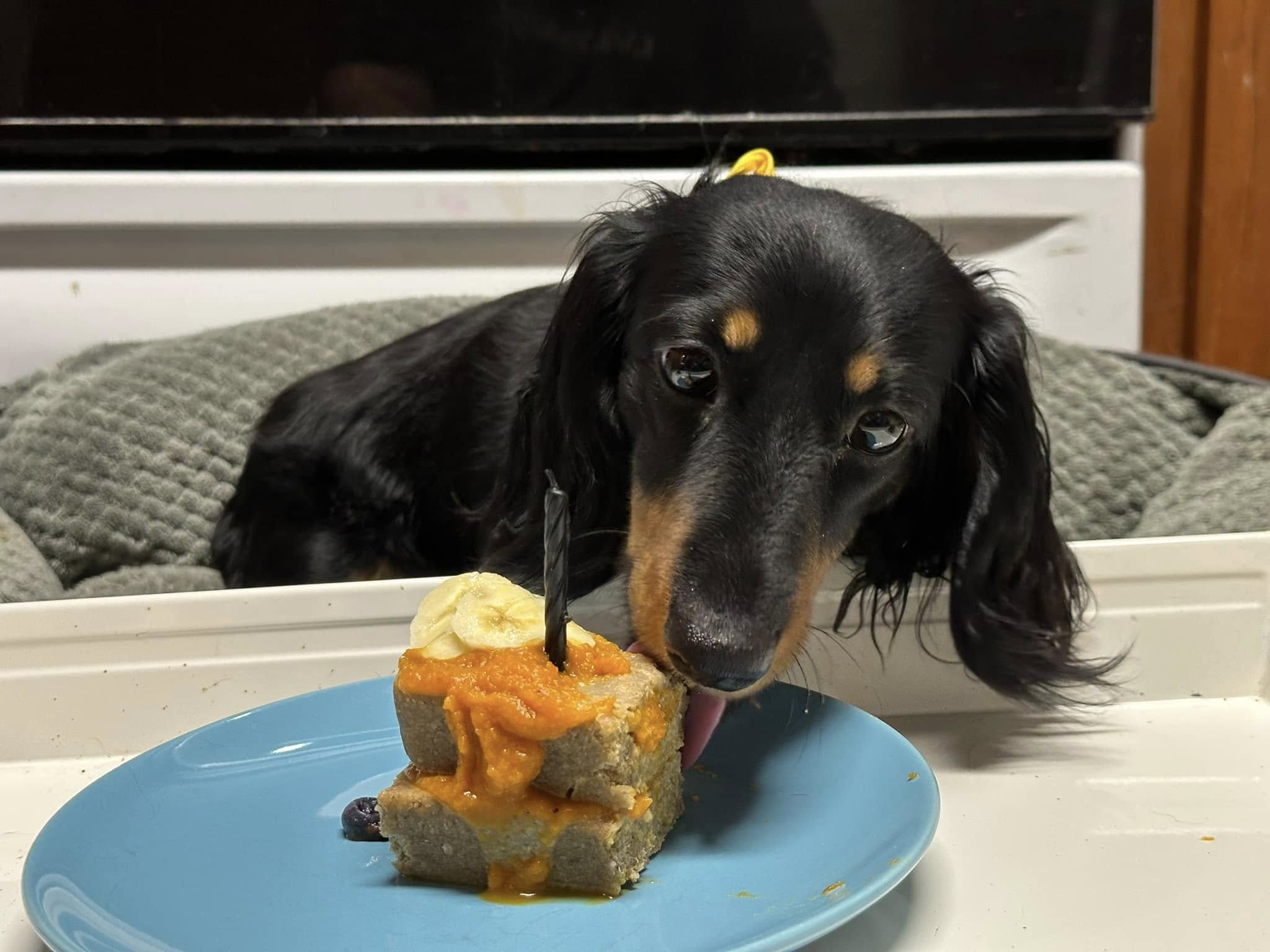 Celebrating a Dachshund's Birthday Bash!
