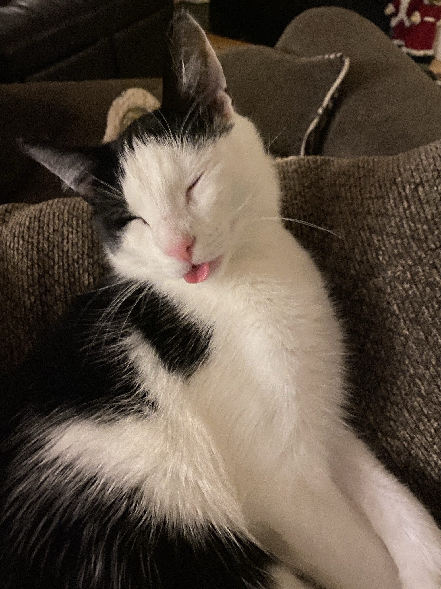 The Intriguing Mystery of a Cat's Tongue