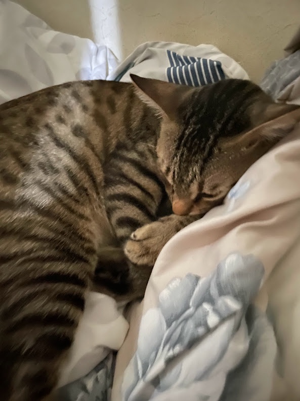 Just a Cat Being Adorable