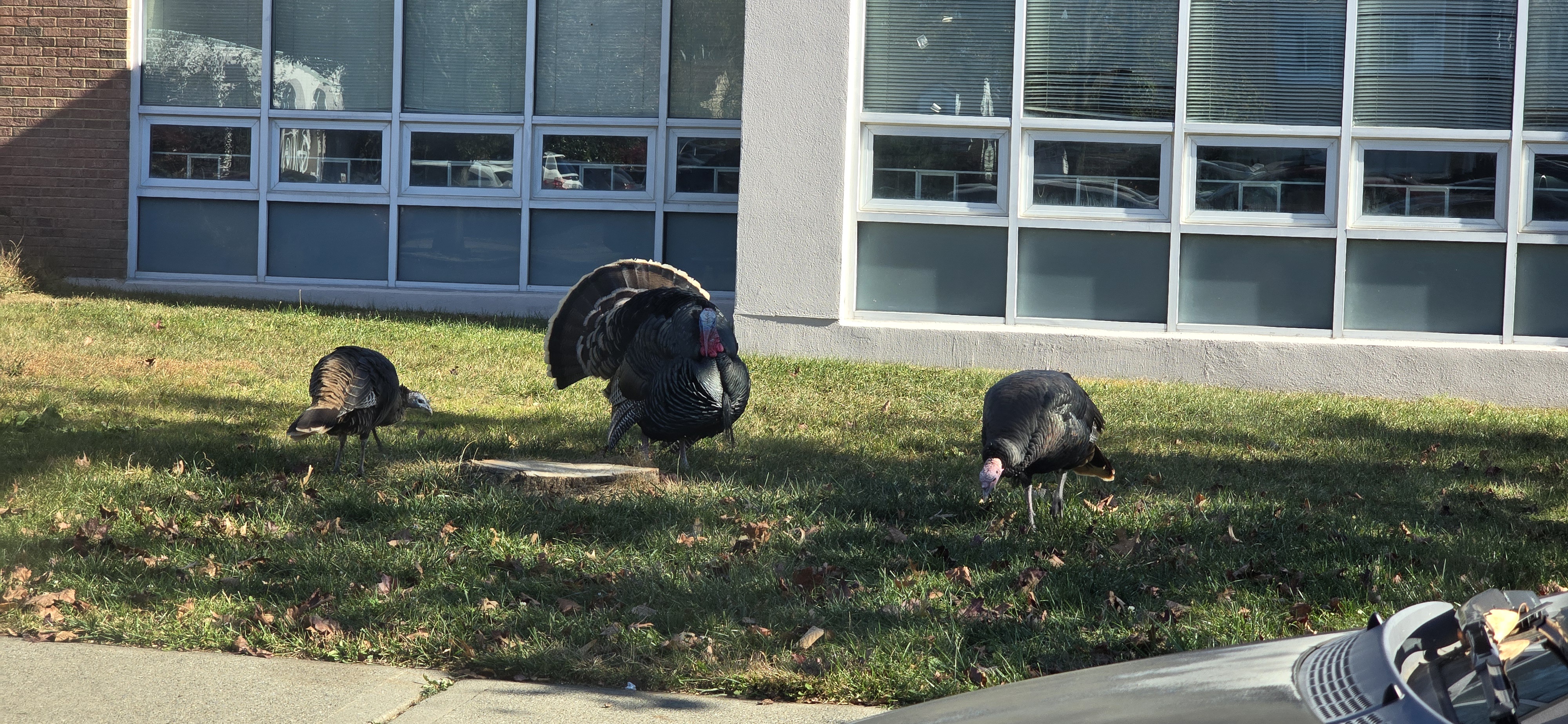 The Wild Adventures of Street Turkeys!