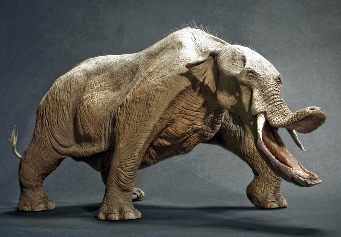 Discovering the fascinating Platybelodon