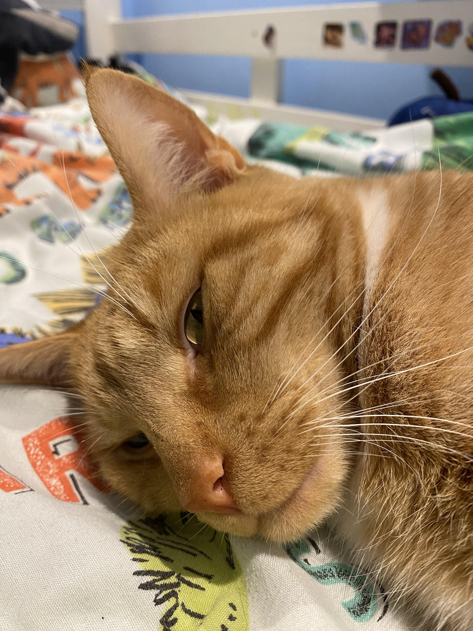 Biscuit's Daily Snapshot: A Picture Every Day