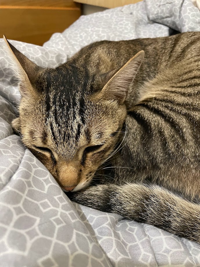Cat-tastic Moments Await
