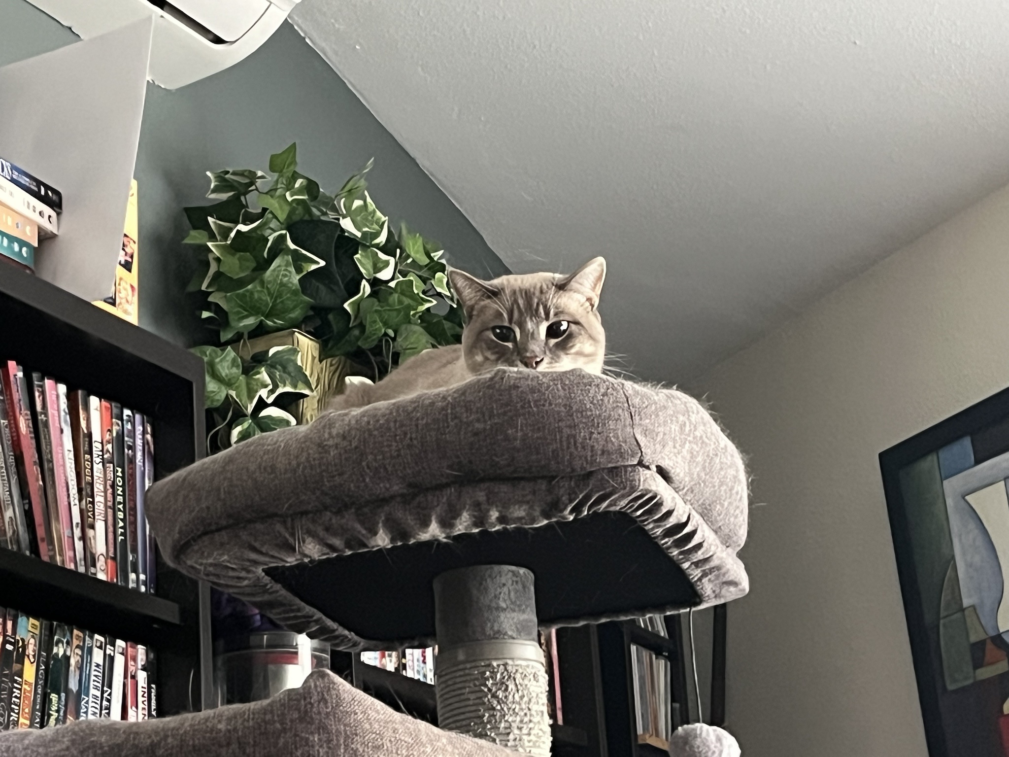 Daily Dose of Cutness: Ivy the Cat - Day 307