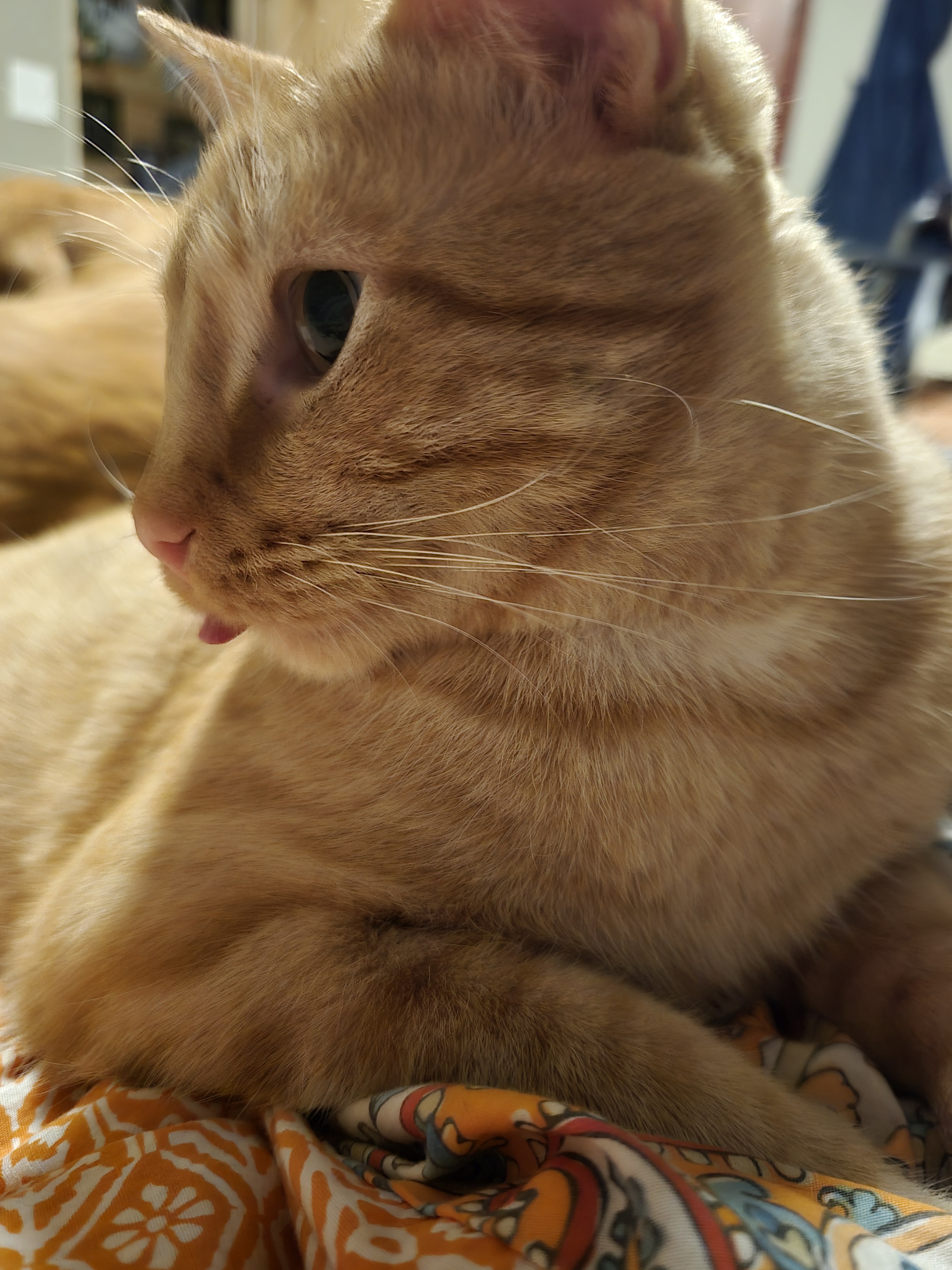 When Your Tongue is Too Long for Your Mouth