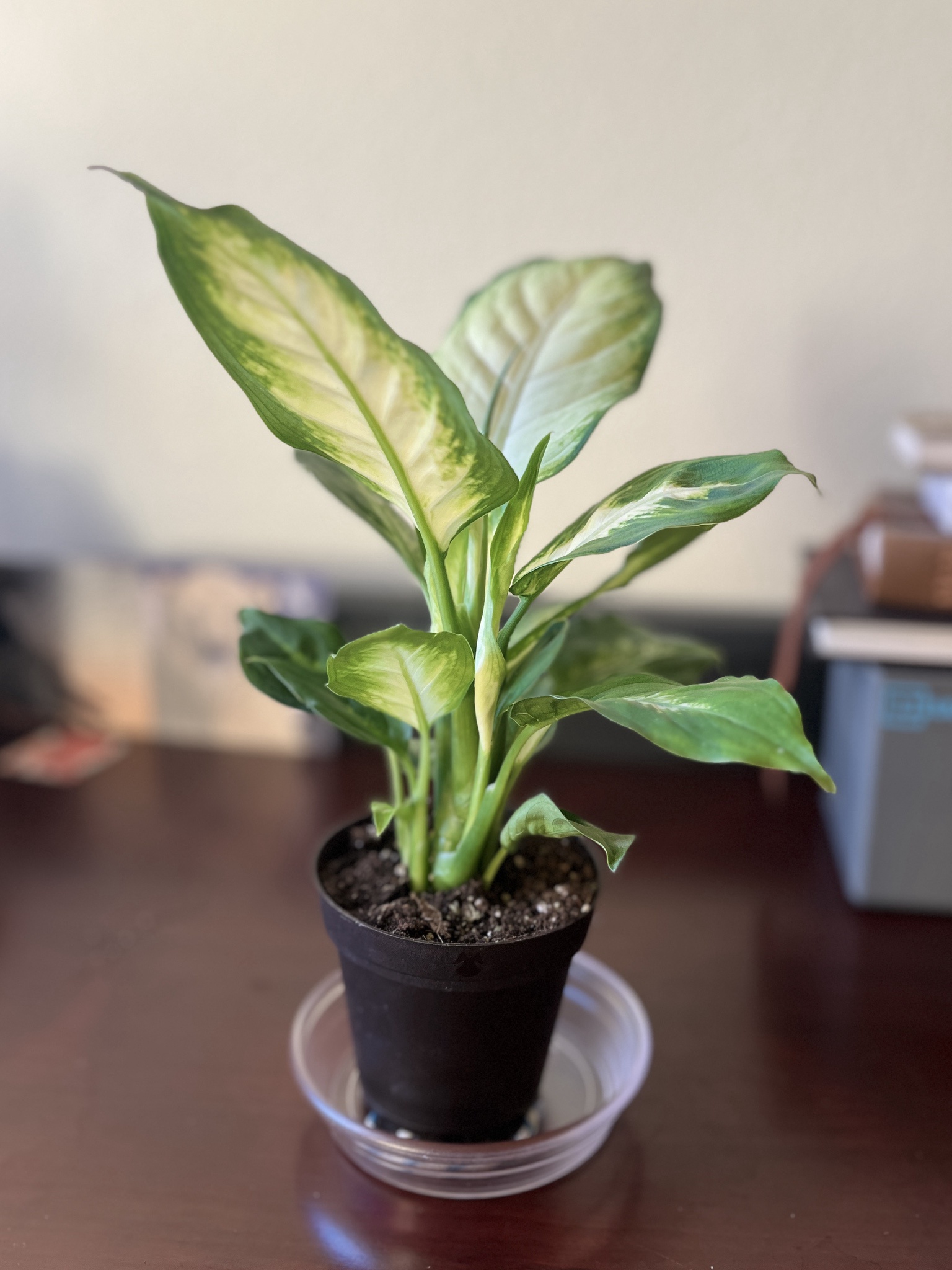 Dieffenbachia Camille - 02/27