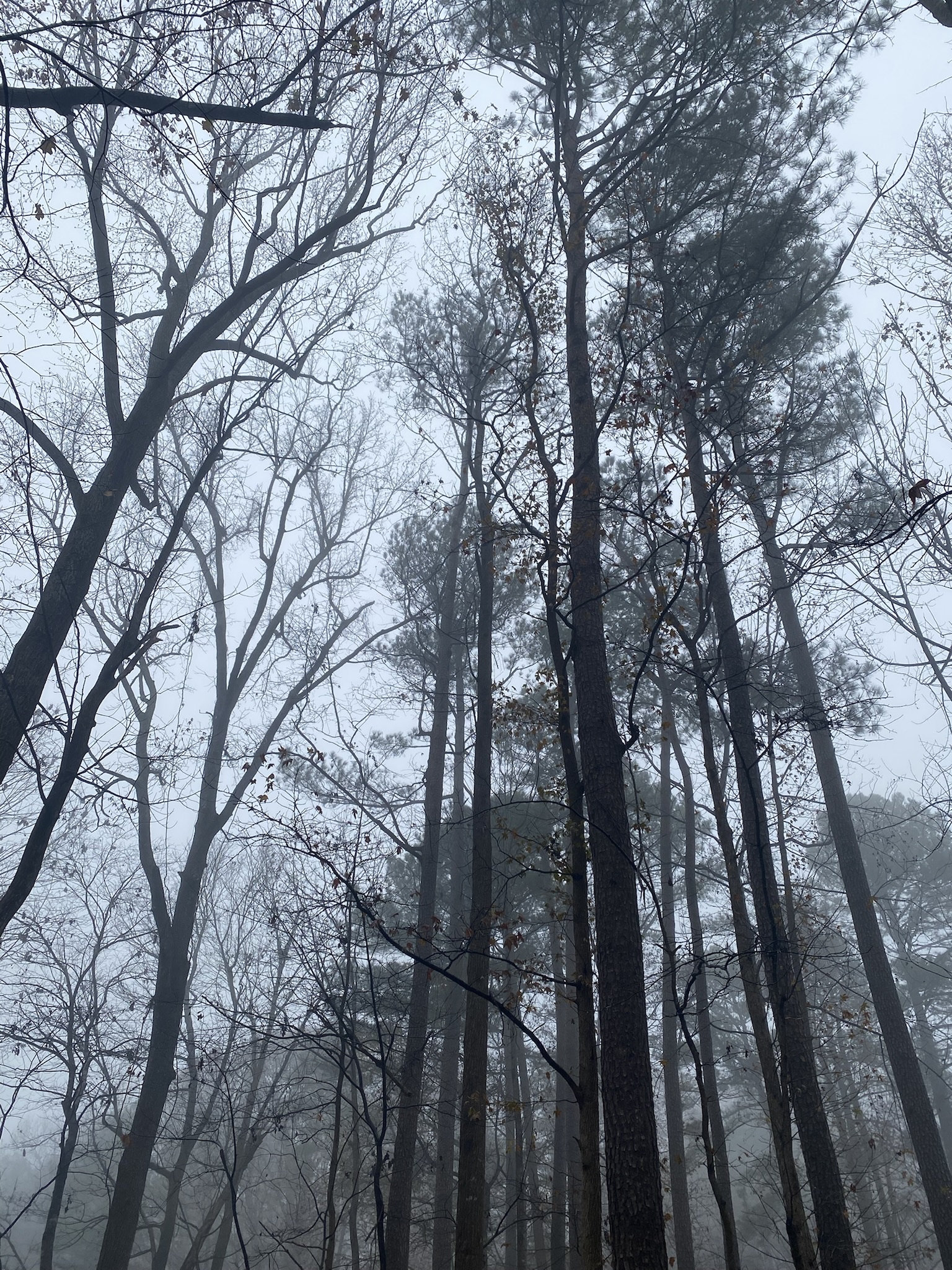 Enjoying a Beautifully Foggy Morning