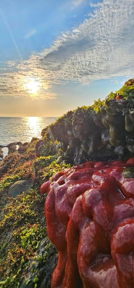 Coral: A Colorful Underwater World