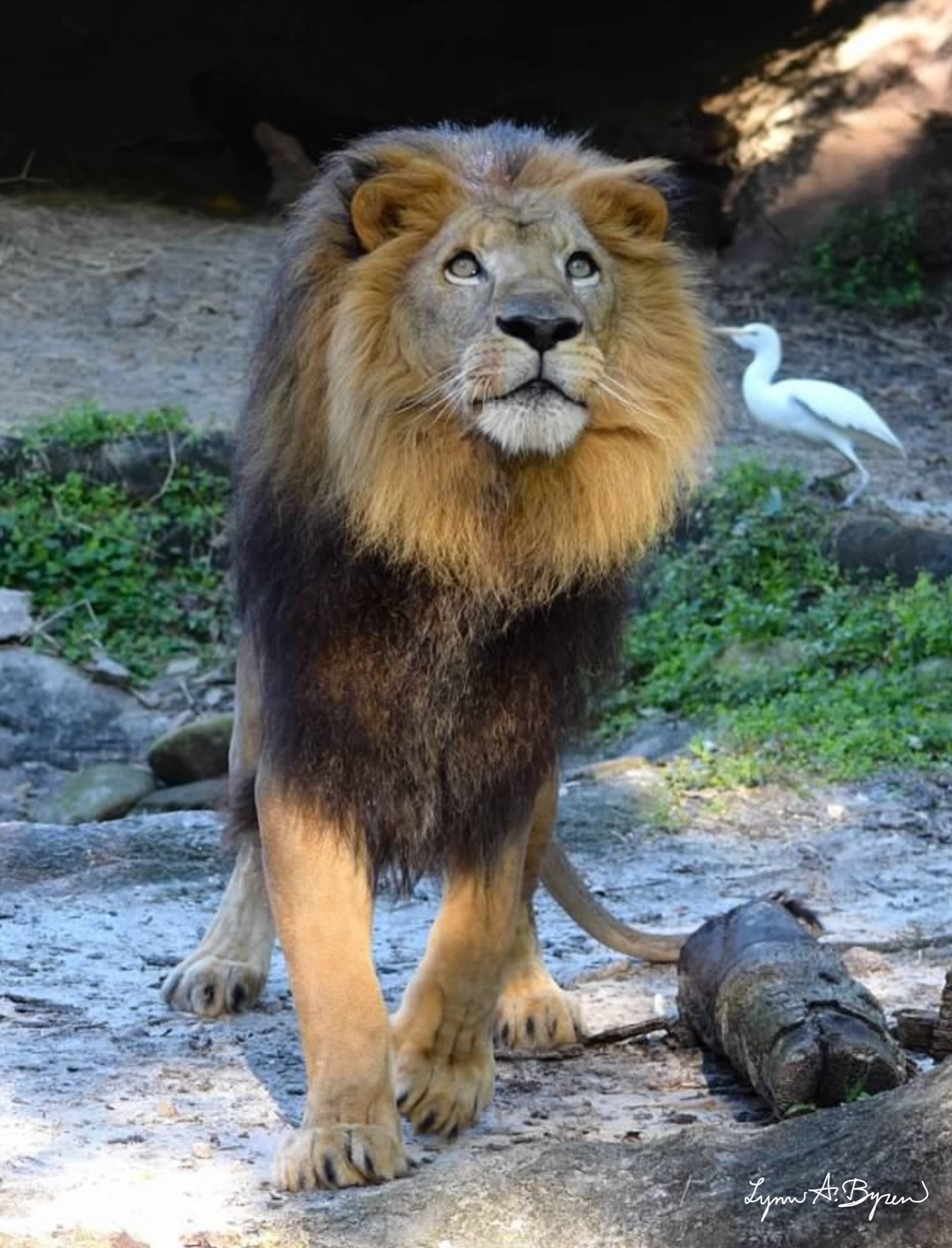 Majestic Lion: The King of the Jungle