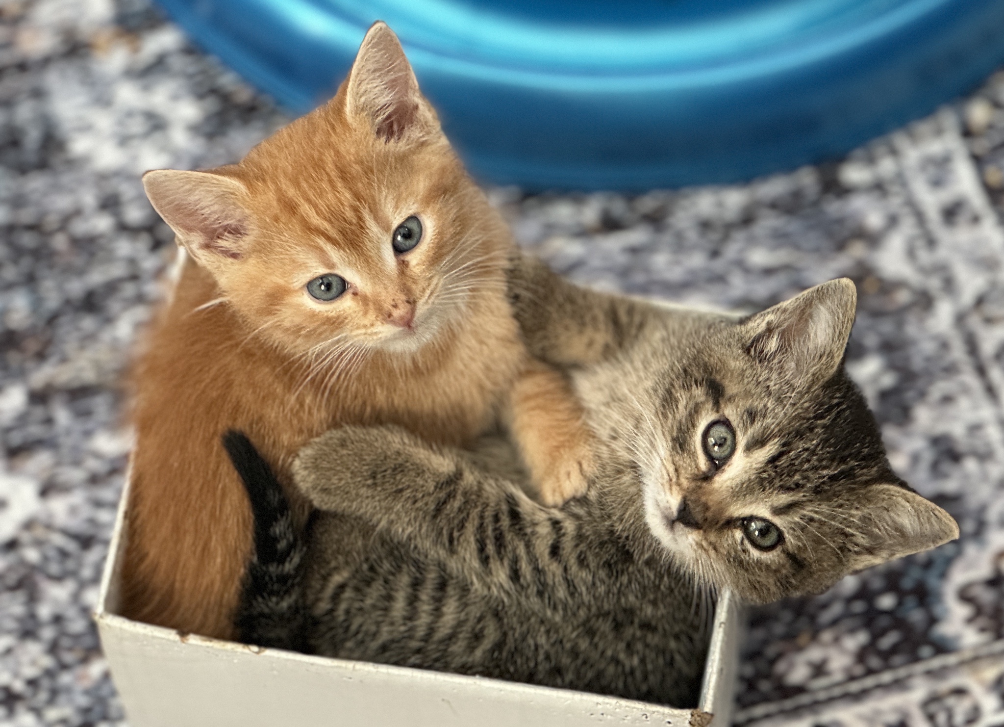If It Fits, It Sits: The Ultimate Cat Philosophy!