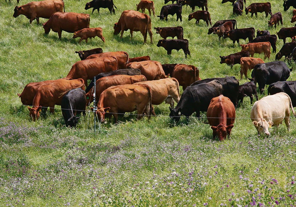 All about cows and their charm