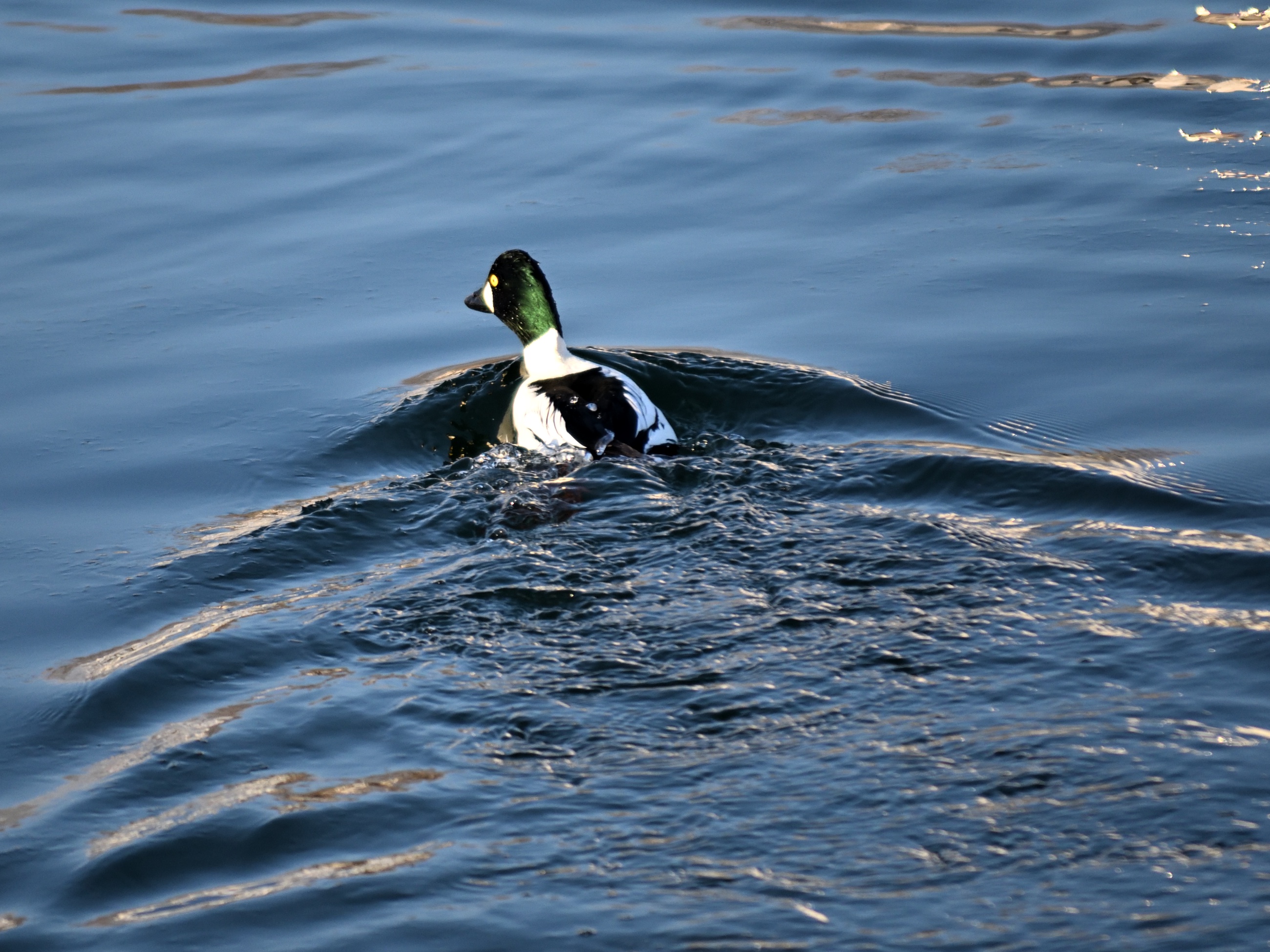 Spotlight on the Common Goldeneye
