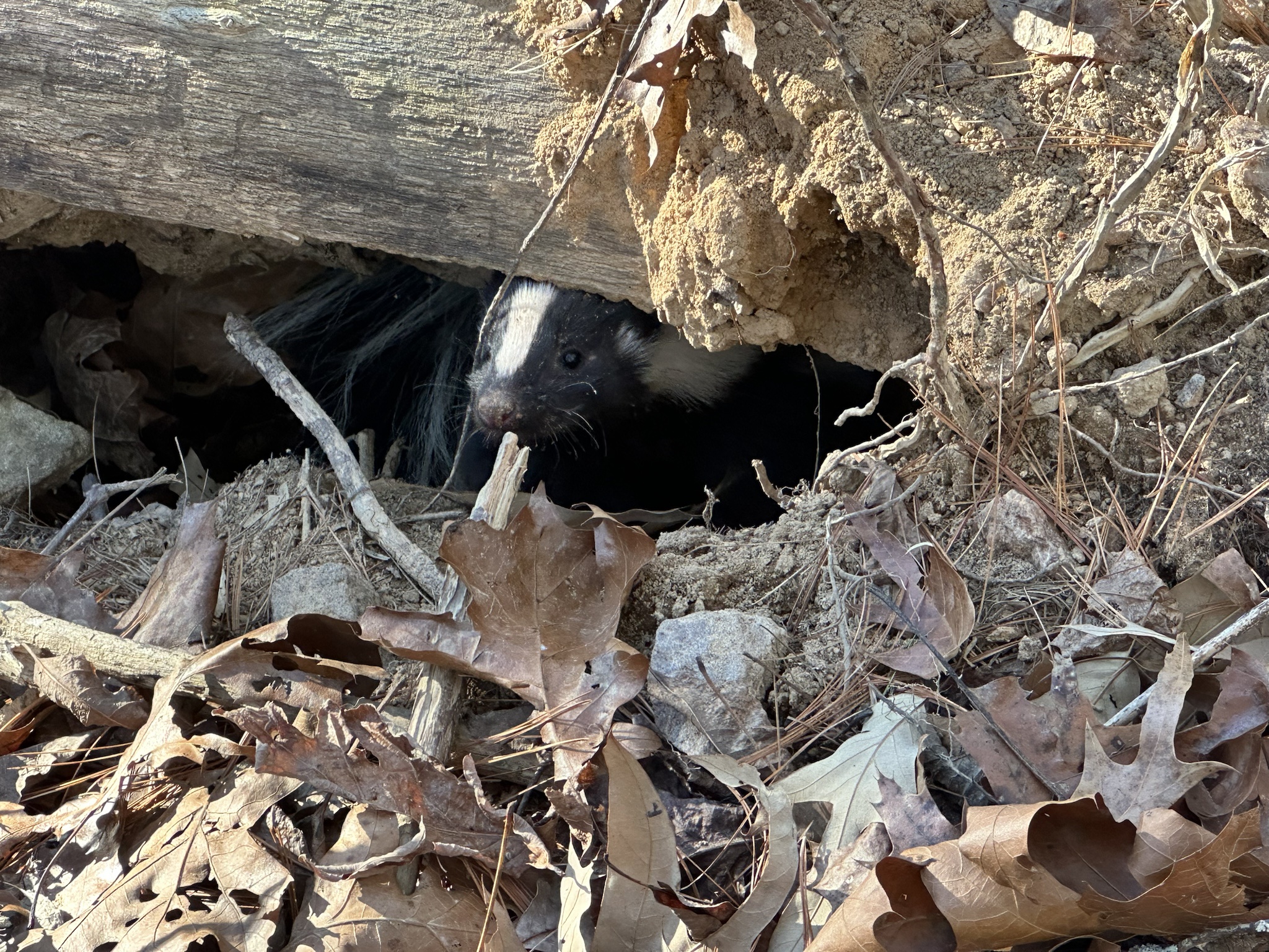 A curious skunk peeking out to say hello!