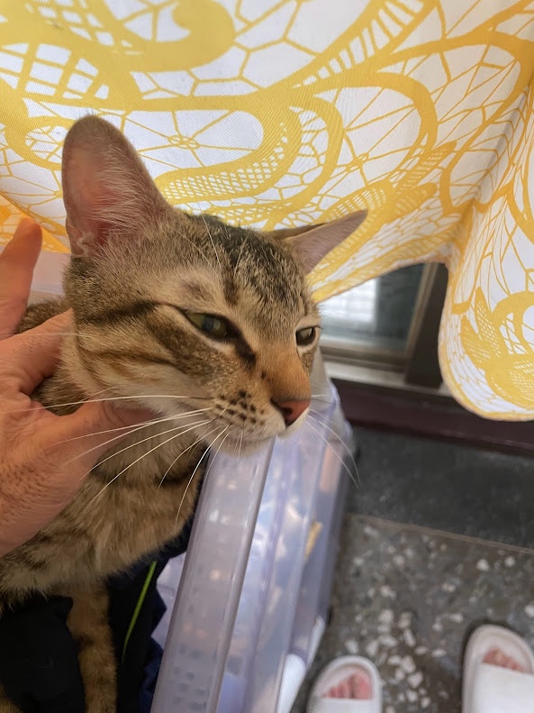 Feline Friends: The Purrfect Companions
