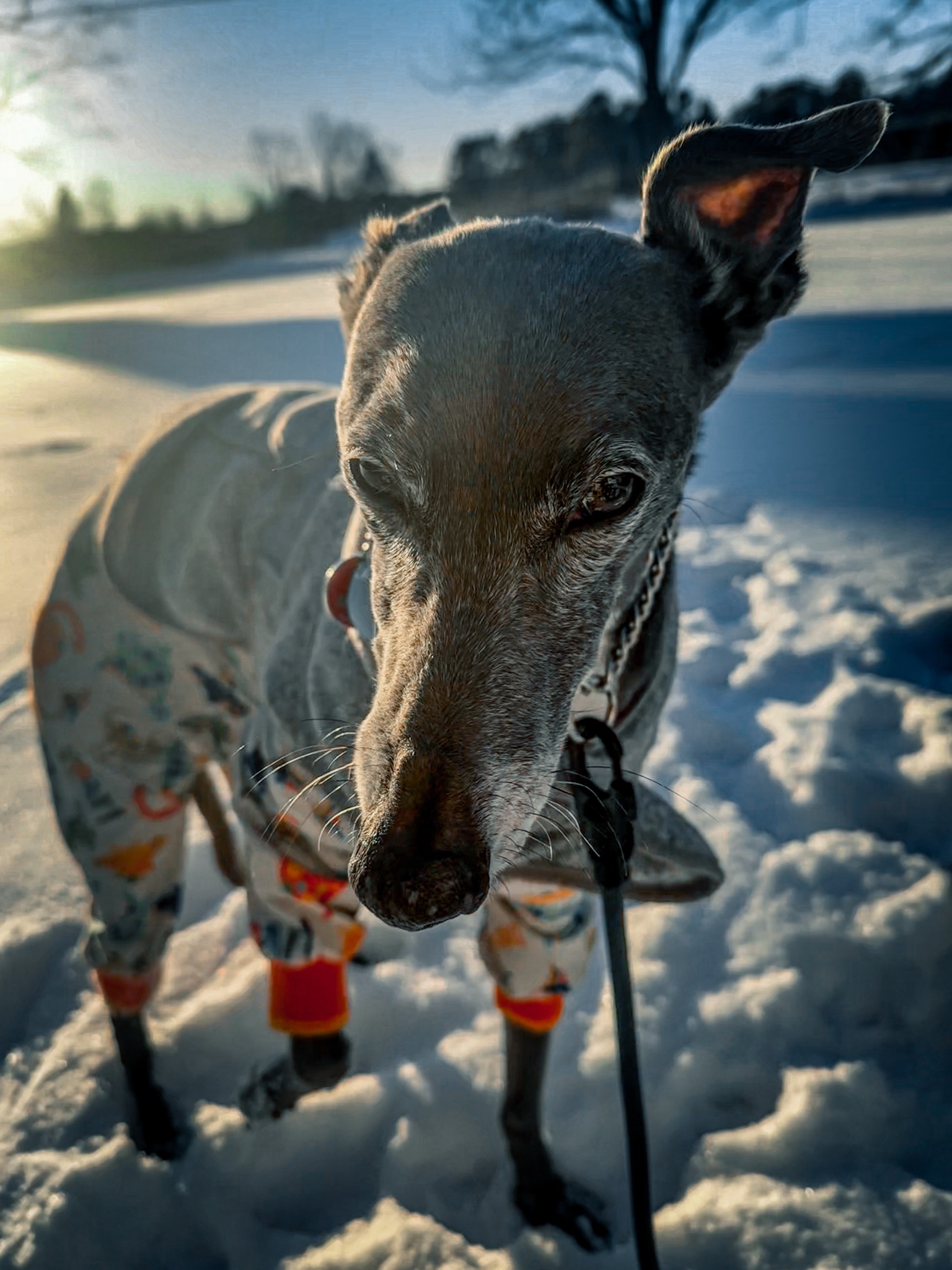 The Epic Showdown: Sofa Dog Takes on Snow Dog