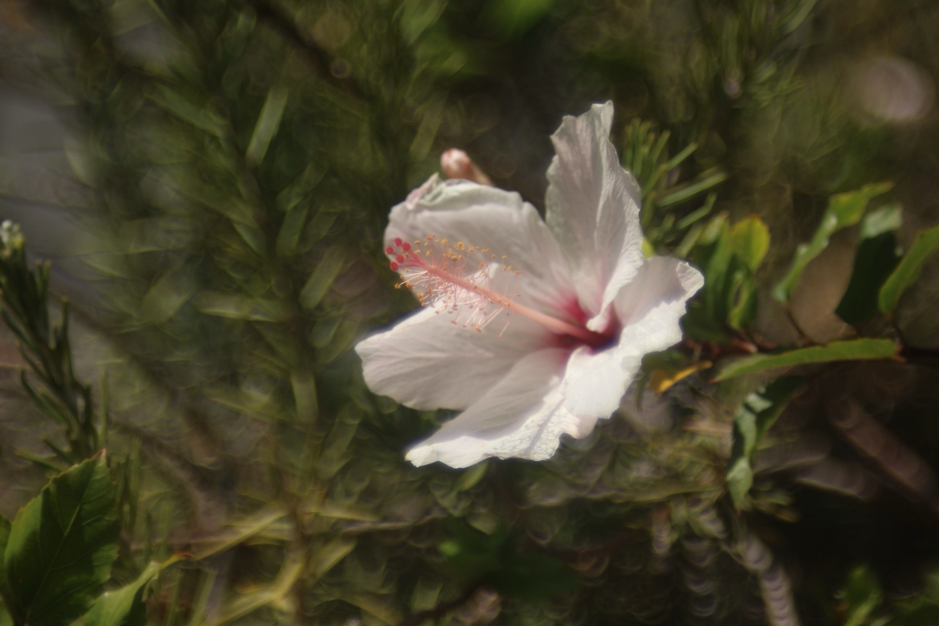 Nature's Beauty: A Study of Flowers and Leaves