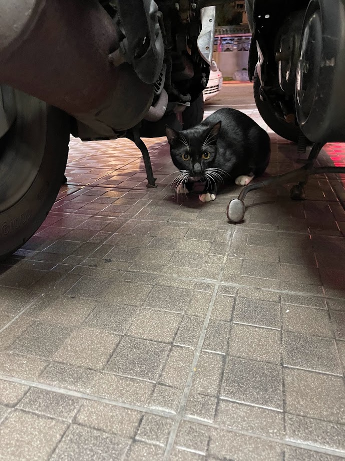 Yet another cat appearance