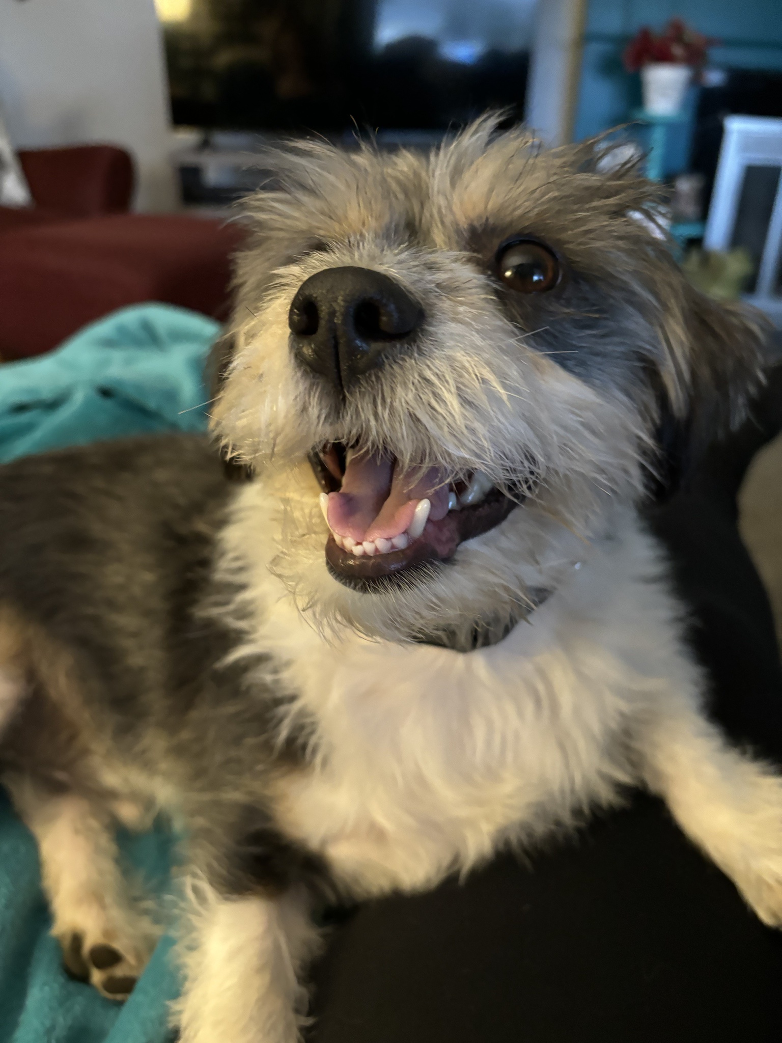 Meet Rigby Ragazzo: Today's Highlight