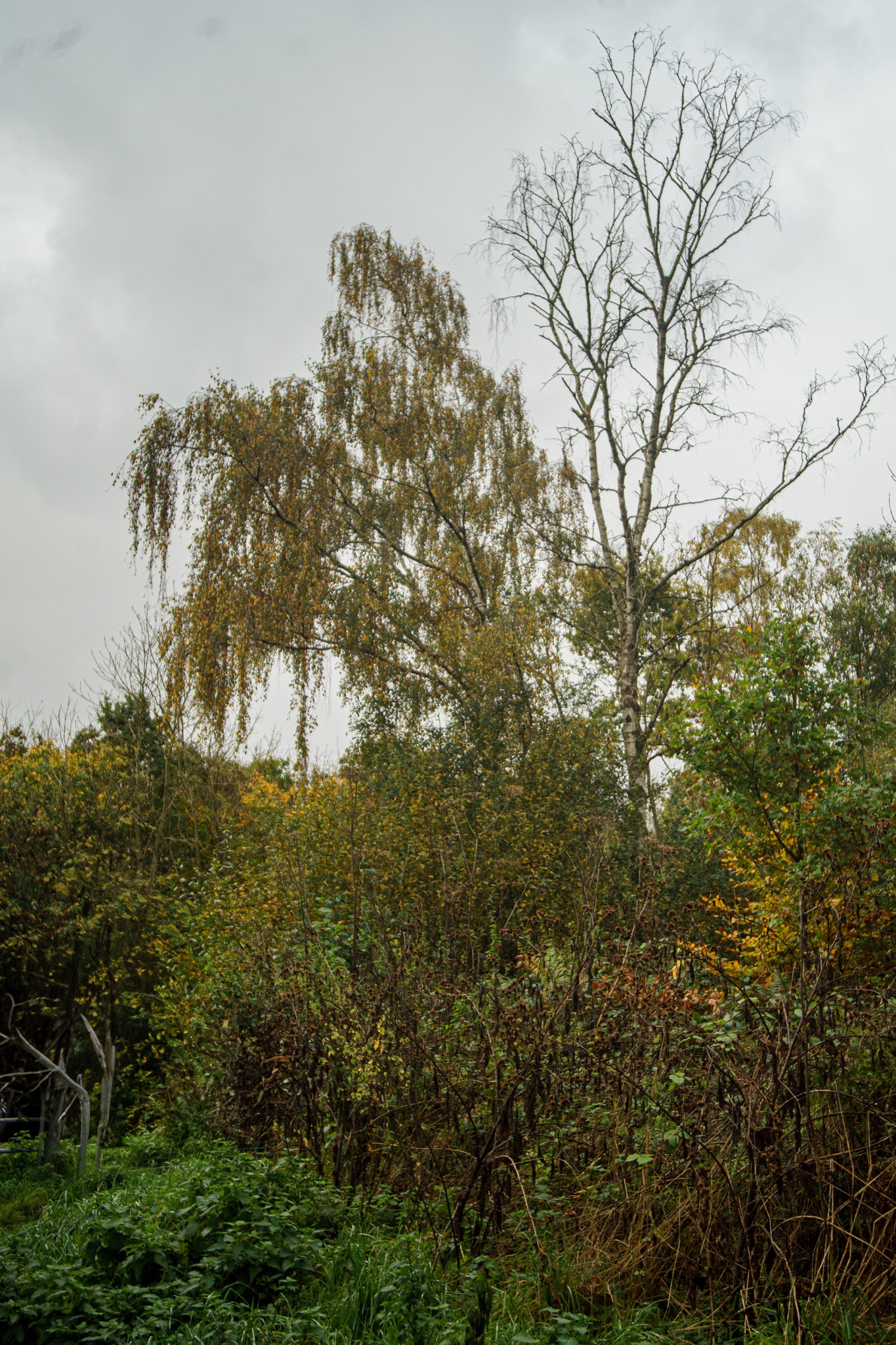 Autumn Adventures for Tree Enthusiasts and Nature Walkers