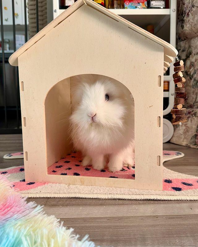 Home Sweet Home: The Comfort of Belonging