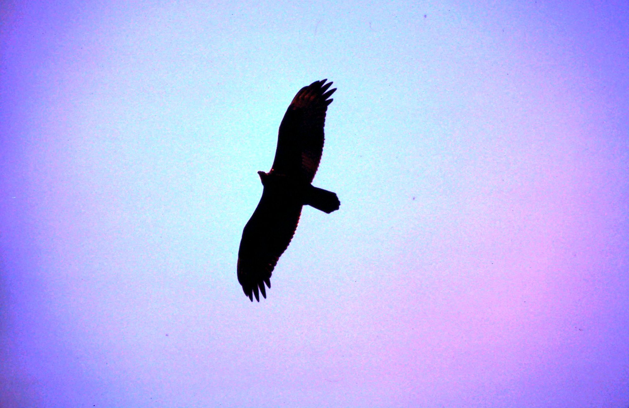 Meet the Turkey Vulture: Nature's Cleanup Crew