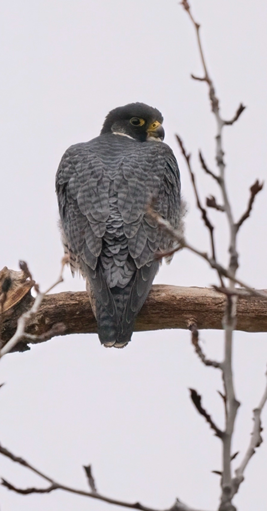 The Incredible Peregrine Falcon: Nature's Speedster!