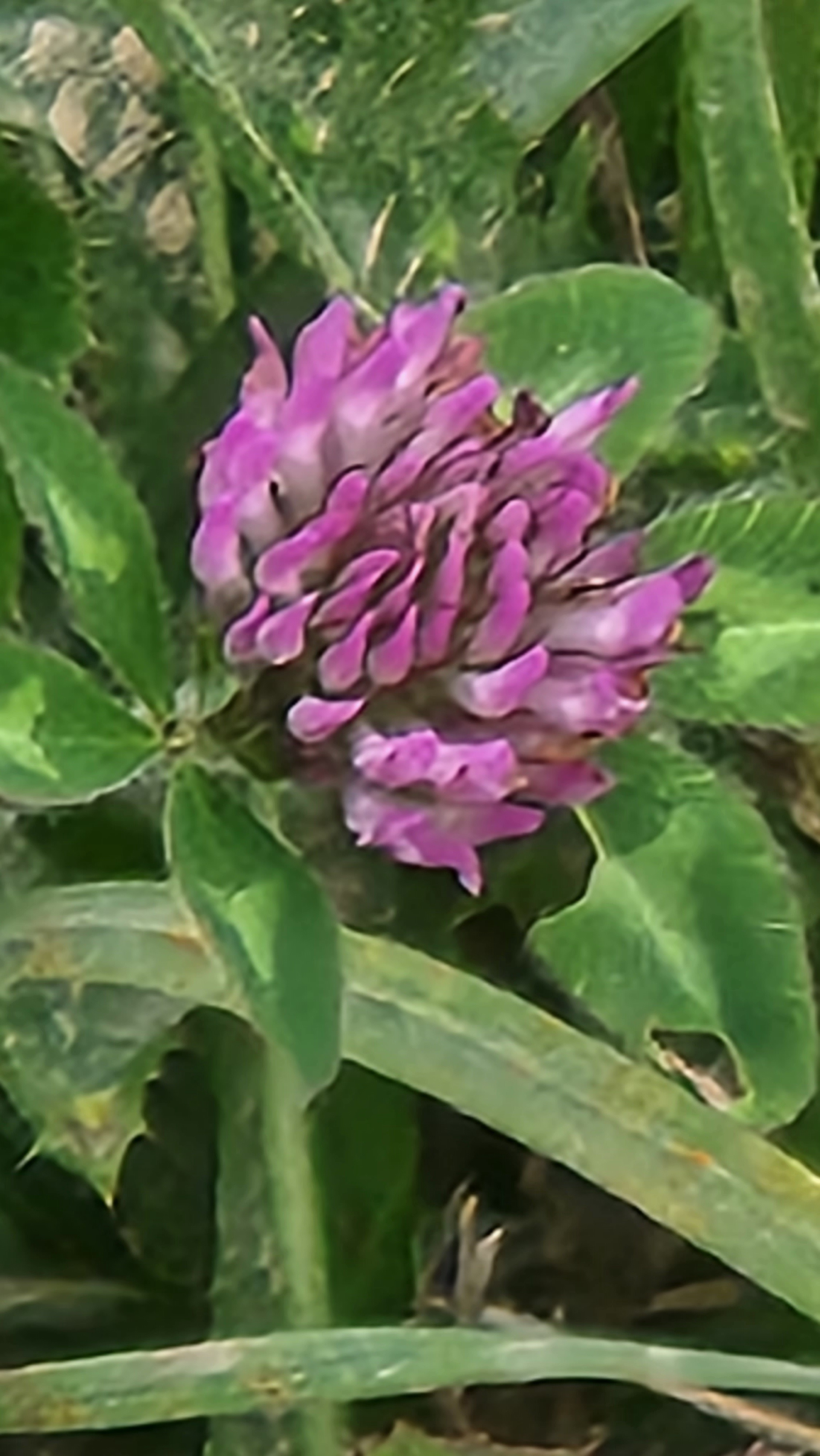 A Shocking Splash of Purple Surprise