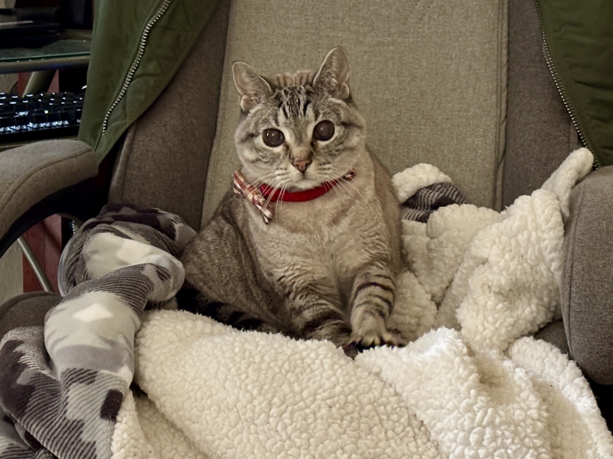 Fuzzy Blankets: The Serious Business of Cozy Comfort