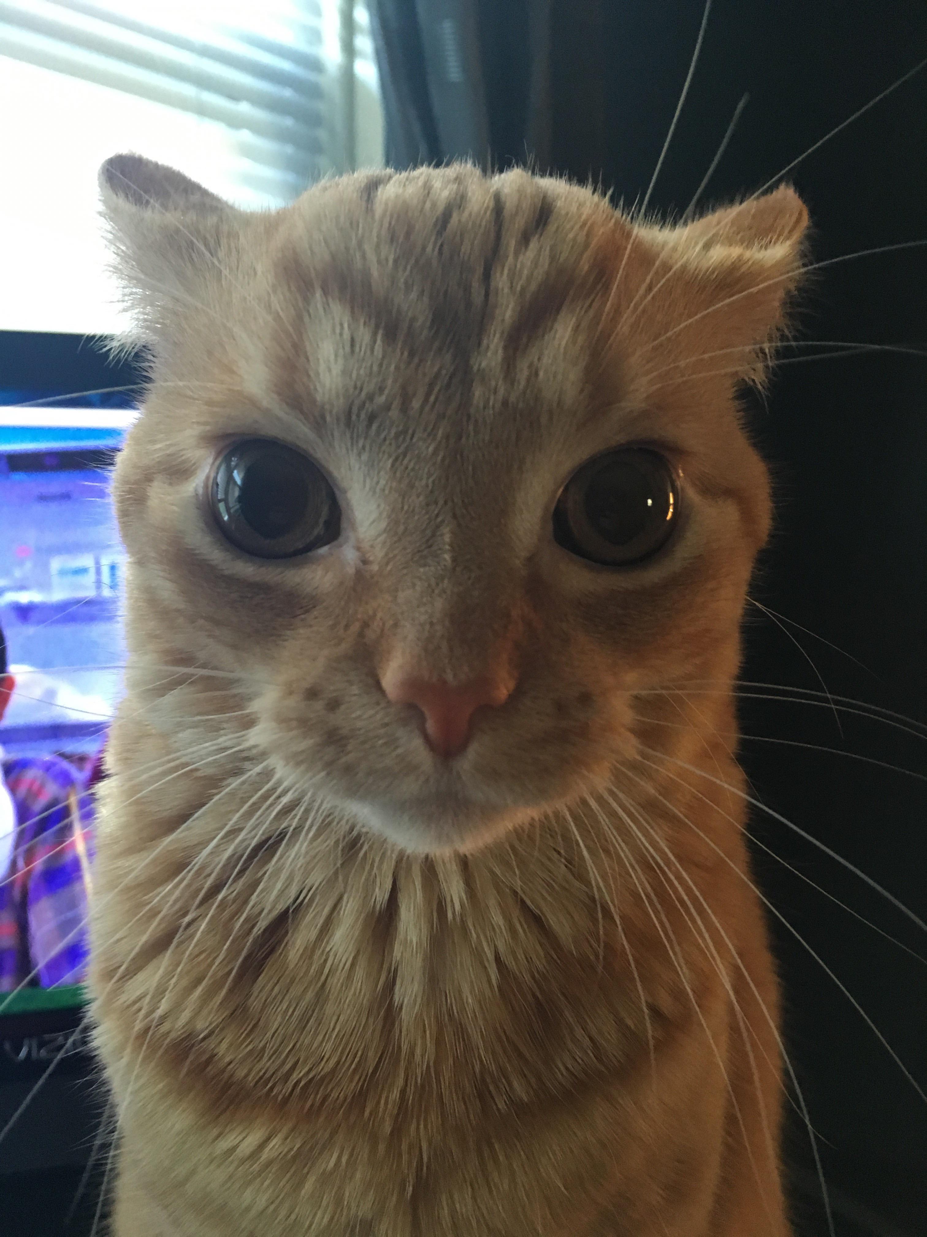 Meet the Charming Orange Cat!