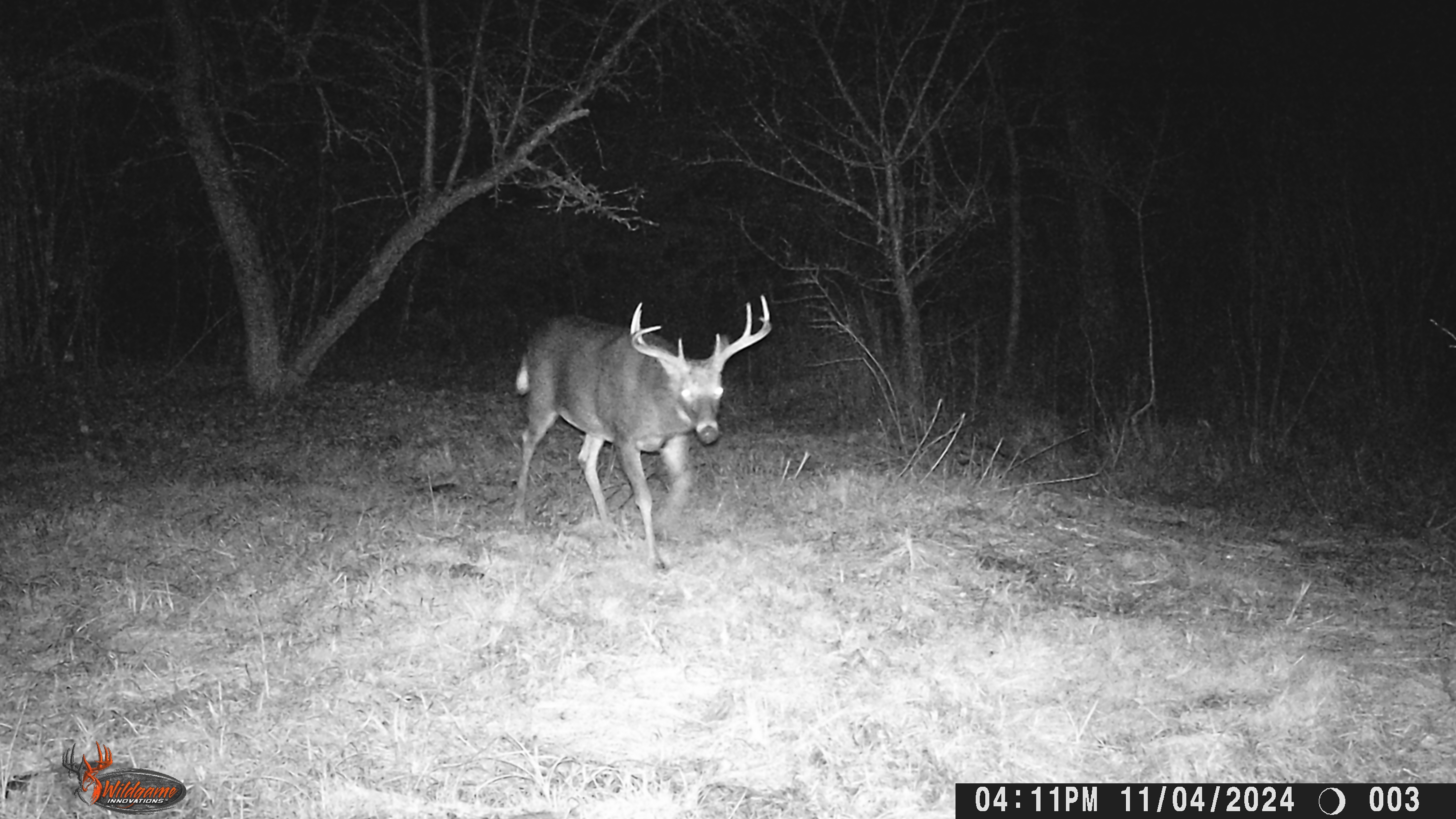 Trailcam Footage from January 1, 2025: What Did We Capture?