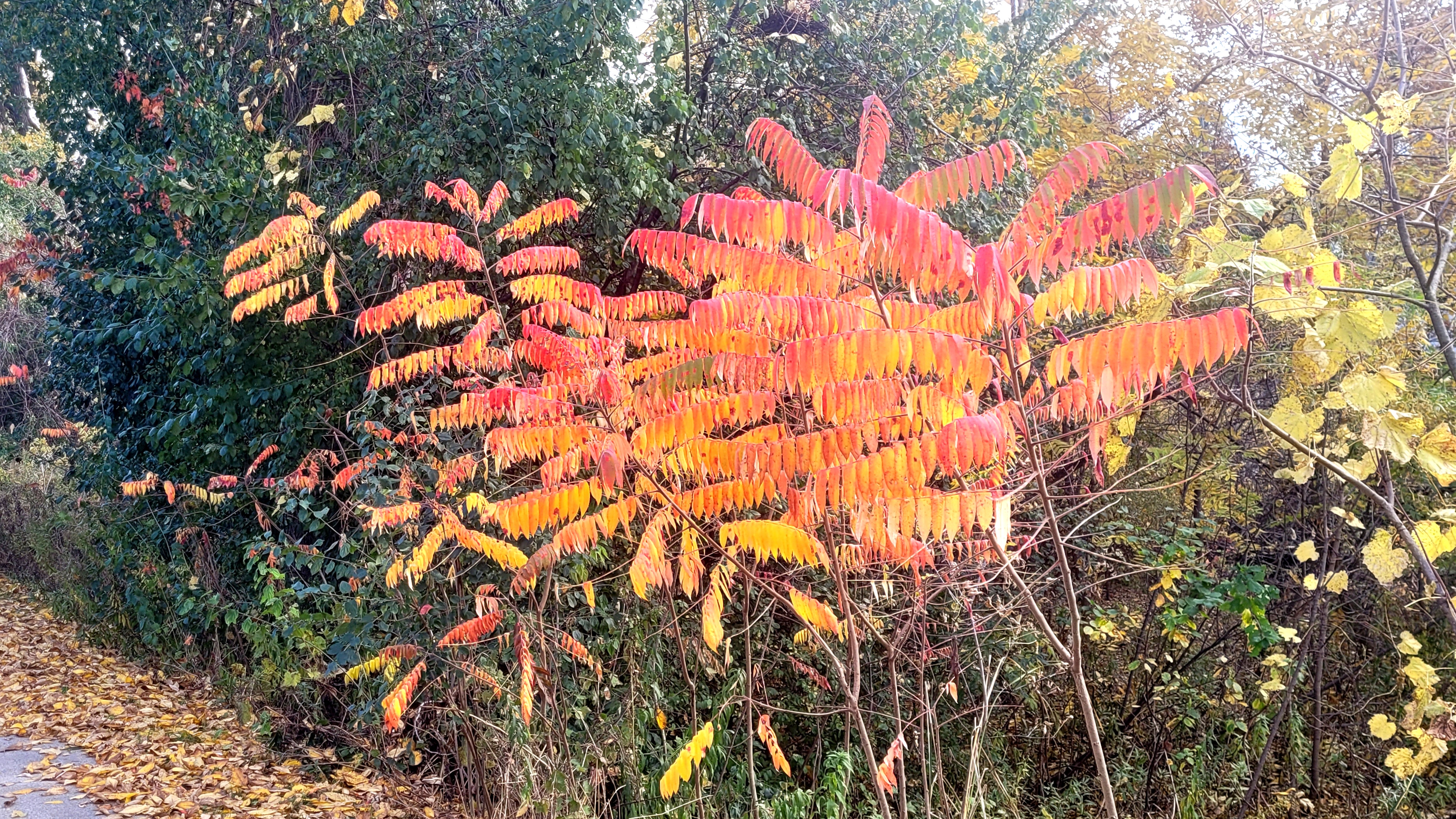 My Affection for Sumacs Knows No Bounds!