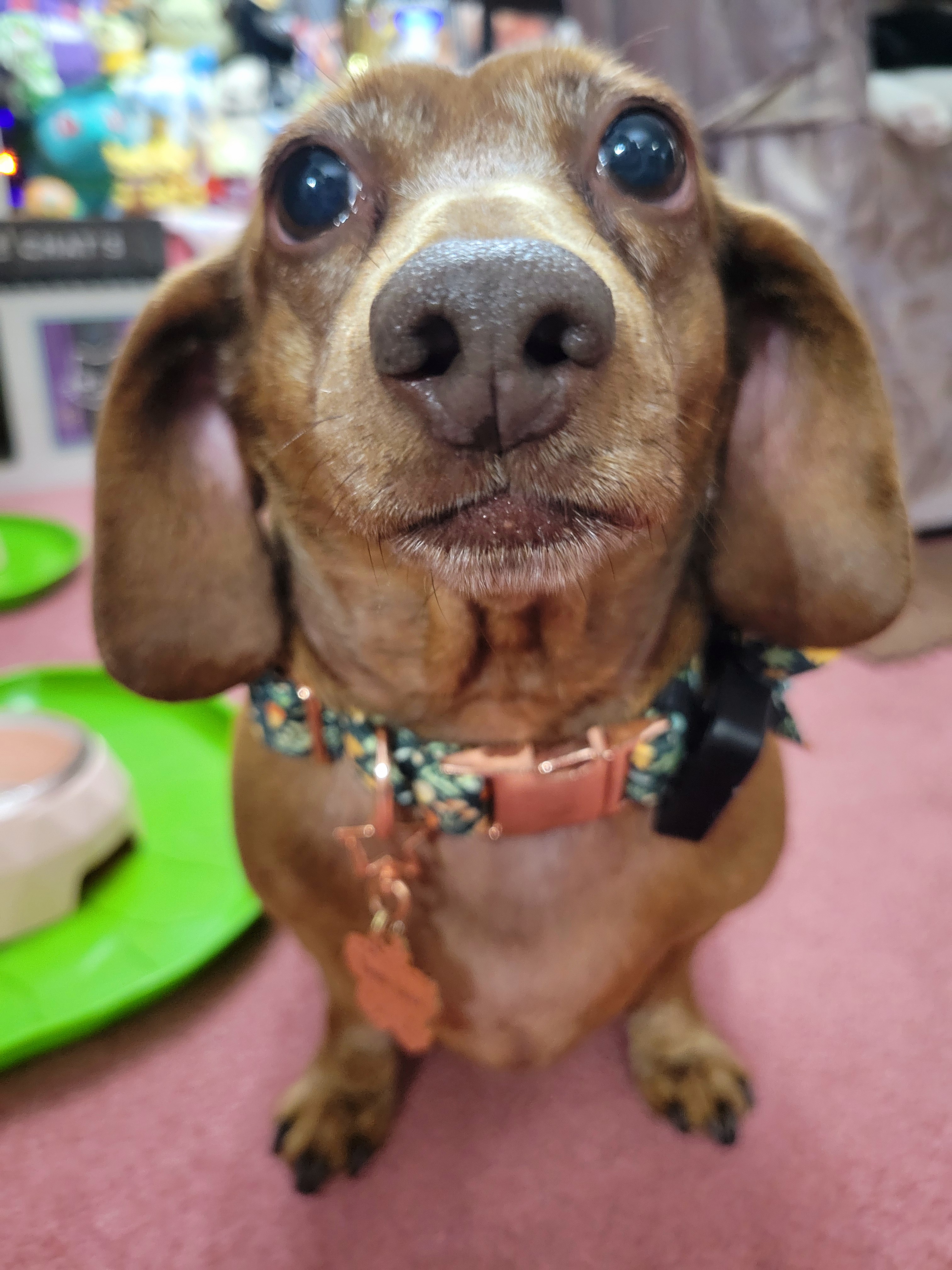 Meet My Pup Tiger Lilly: The Cutest #694
