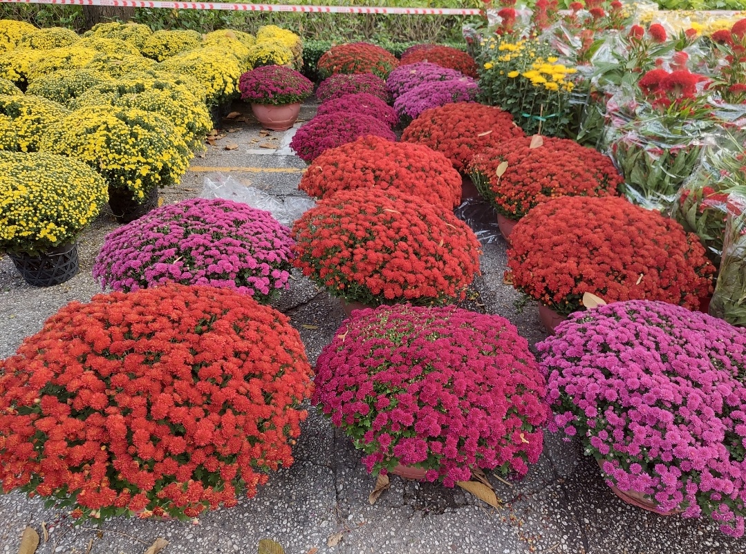 Exploring the Vibrant Flower Markets of HCMC, Vietnam