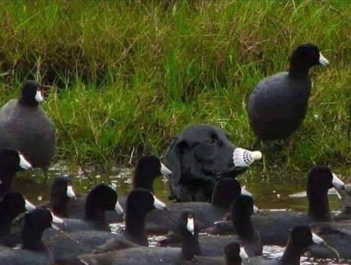 The Quack That Echoes Through Time