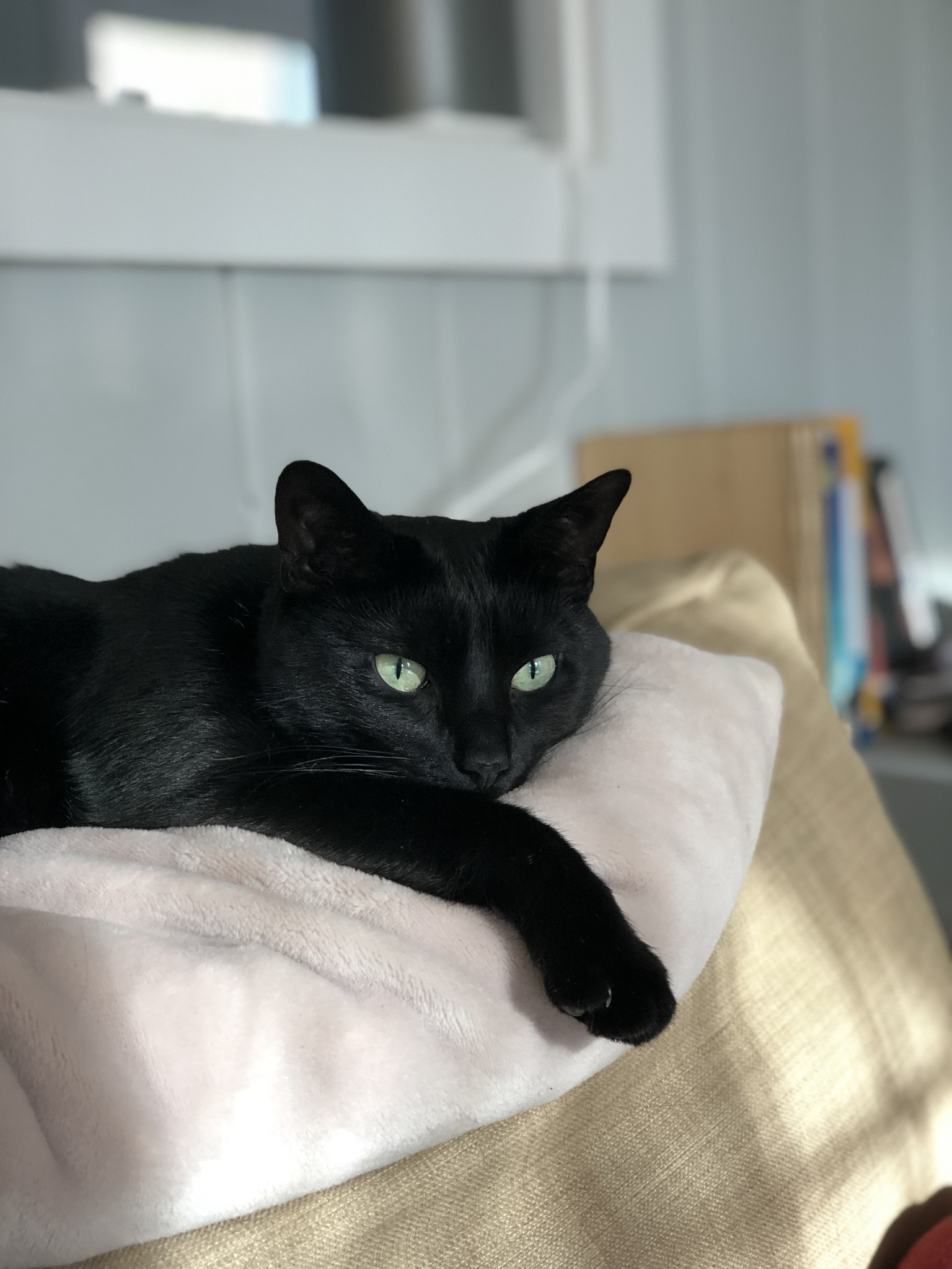 Luna Enjoying a Peaceful Moment of Rest