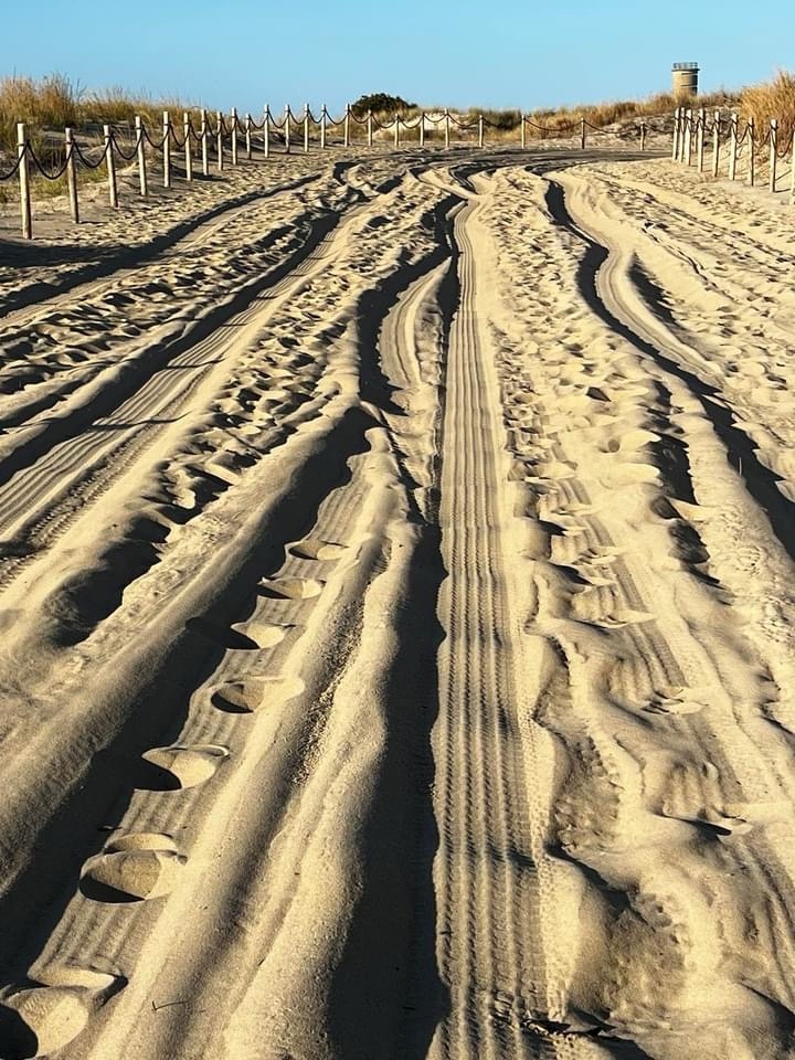 A Day at the Beach: Sun, Sand, and Serenity