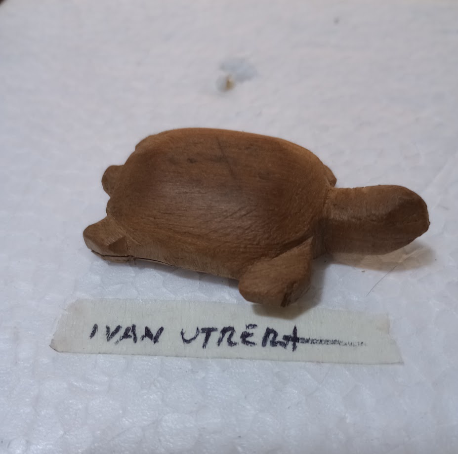 Meet the adorable turtle taking its sweet time!